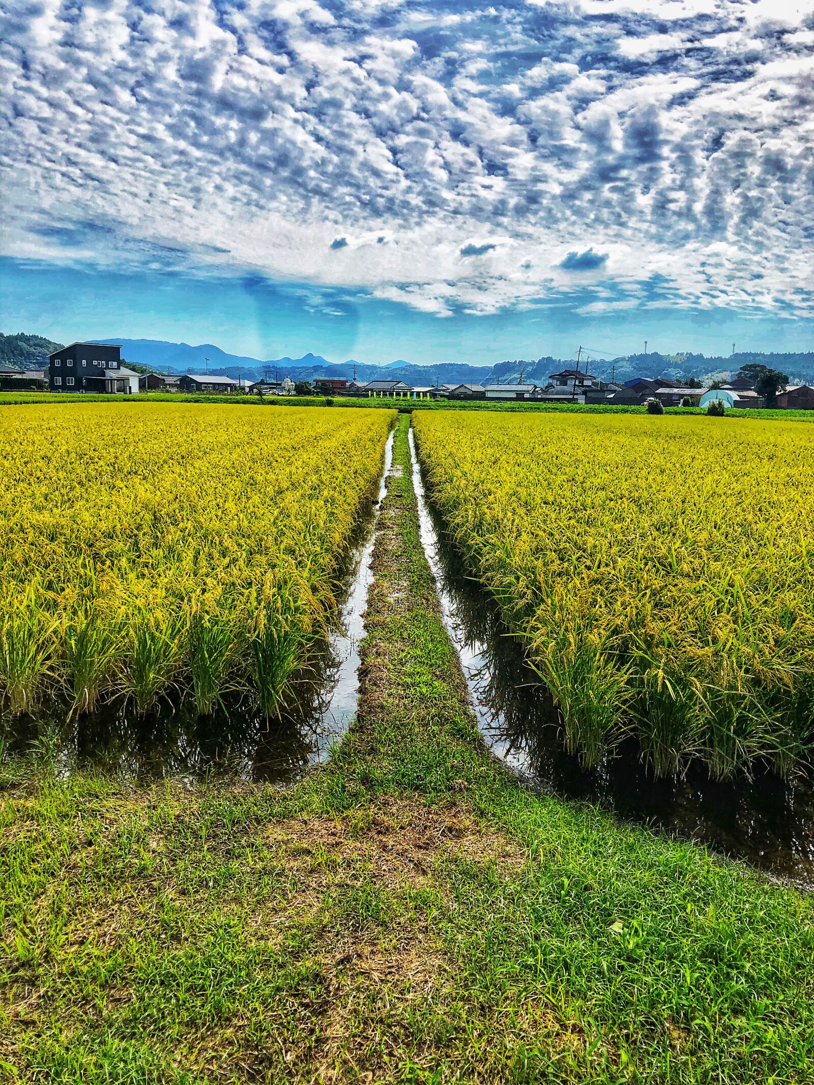 iPhone 8 Plus back dual camera 3.99mm f/1.8 sample photo. Rice fields, japan, landscape photography
