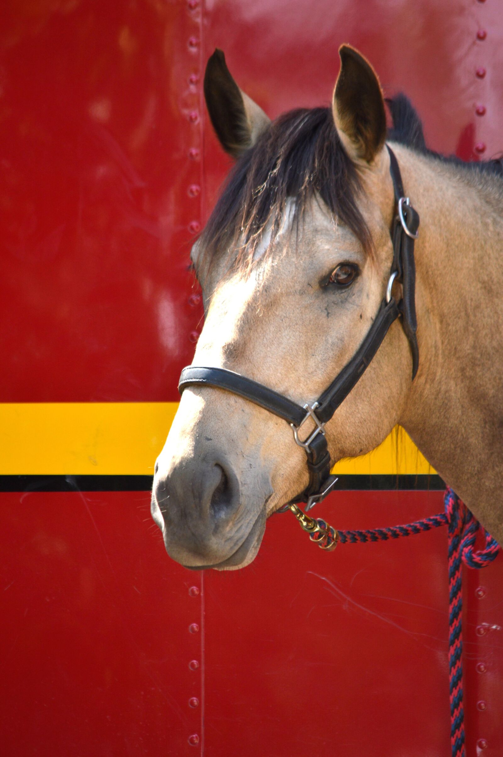 Nikon D3200 sample photo. Horse, horse's head, red photography