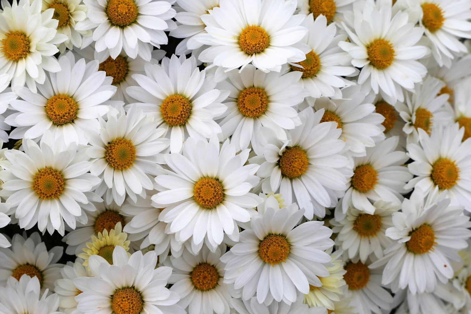 Canon EF 24-105mm F3.5-5.6 IS STM sample photo. Margarita, plant, flower photography