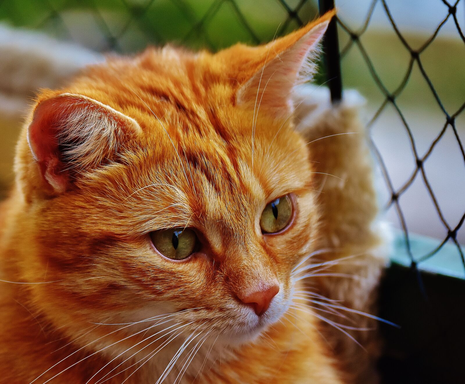Nikon D7200 sample photo. Cat, red, cute photography