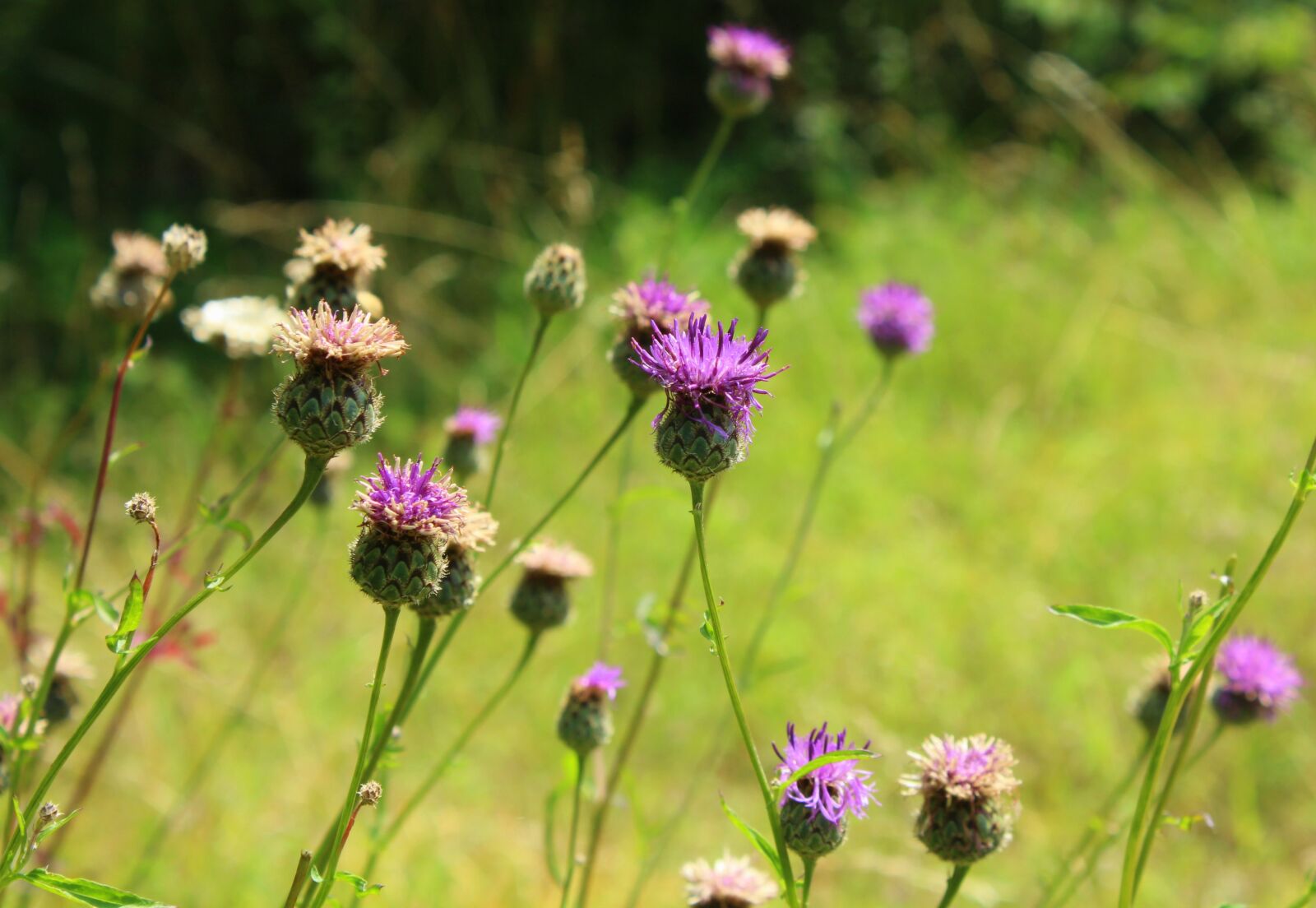 Canon EOS 1200D (EOS Rebel T5 / EOS Kiss X70 / EOS Hi) sample photo. Summer, meadow, wildflowers photography