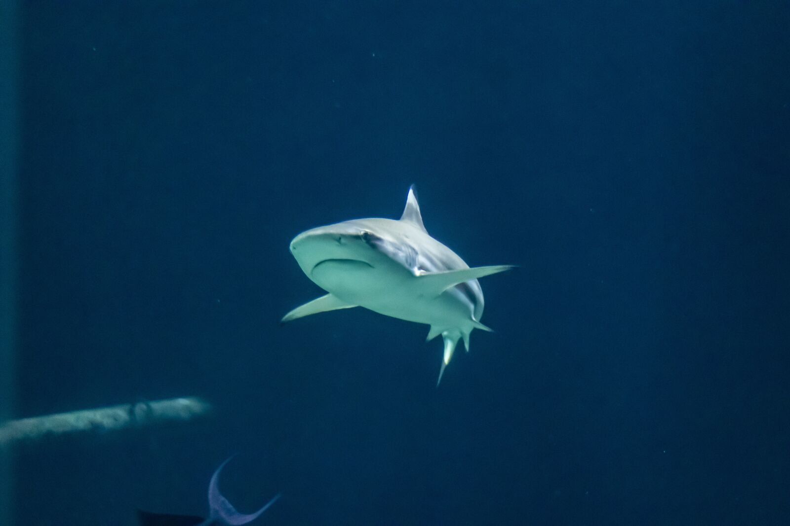 Canon EOS 80D sample photo. Ocean, fish, predatory fish photography