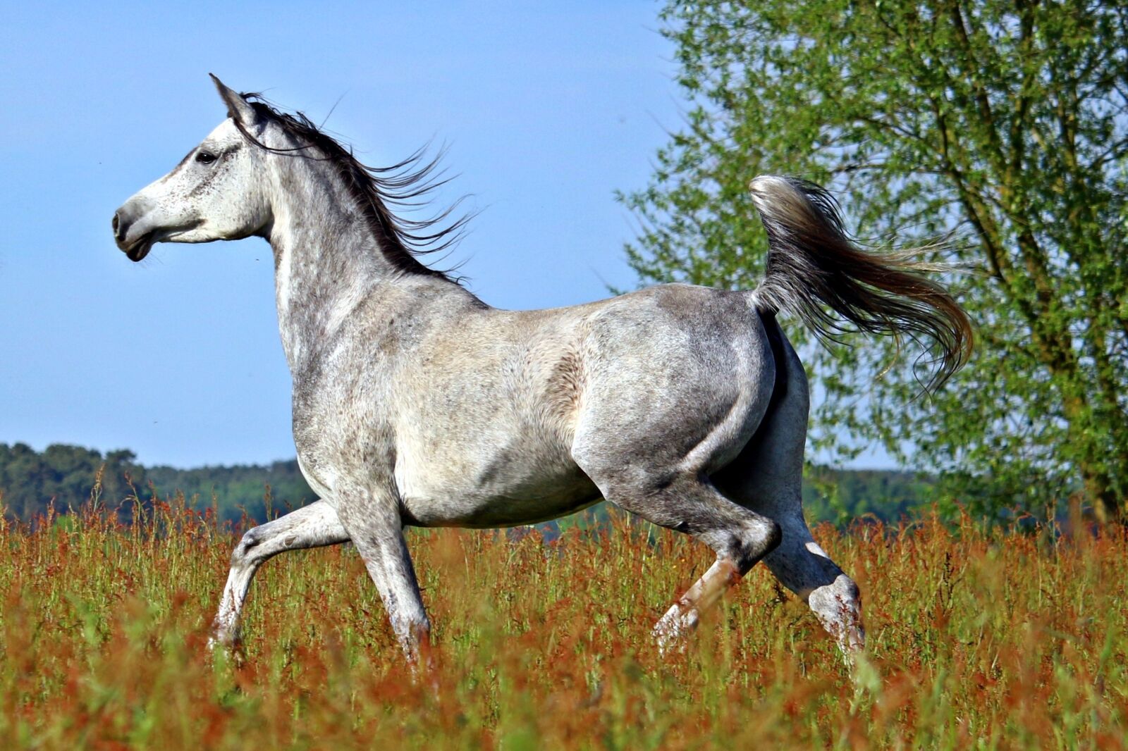 Canon EOS 100D (EOS Rebel SL1 / EOS Kiss X7) sample photo. Horse, mold, thoroughbred arabian photography