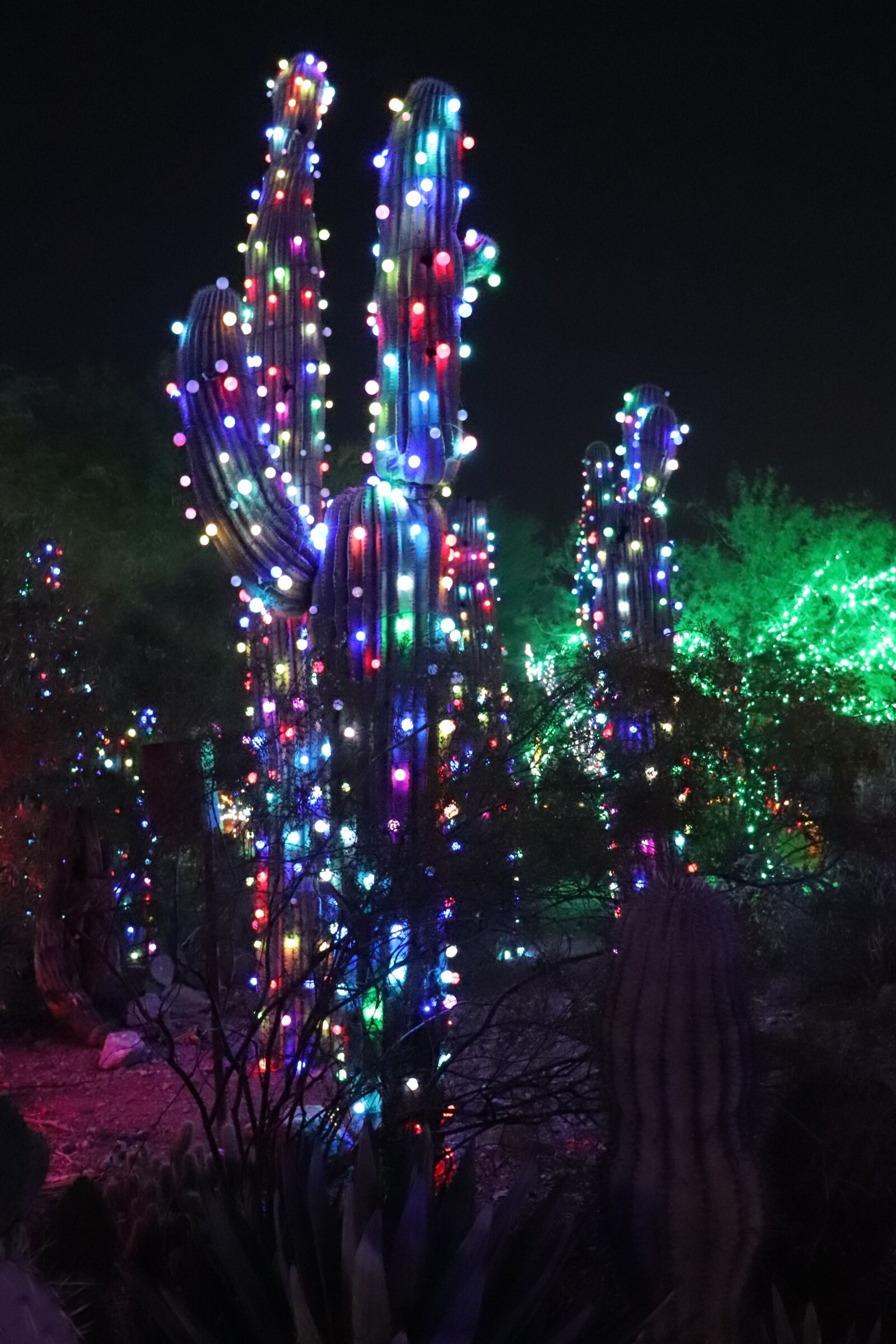 Canon EOS 200D (EOS Rebel SL2 / EOS Kiss X9) sample photo. Cactus, christmas, nature photography