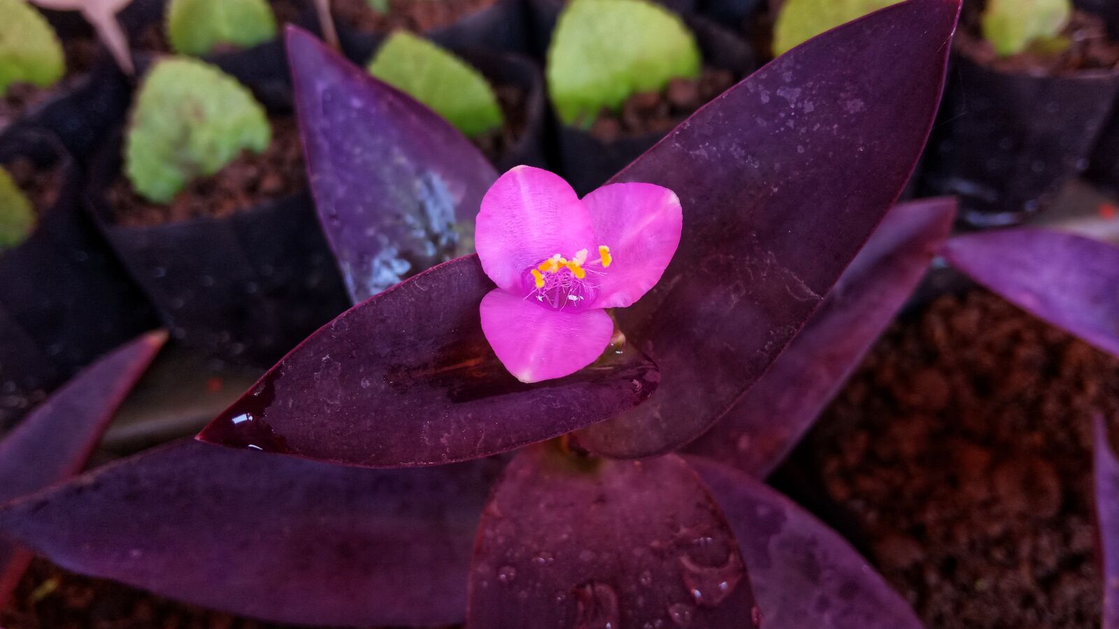 Xiaomi Redmi 6A sample photo. Nature, seed, leaf photography