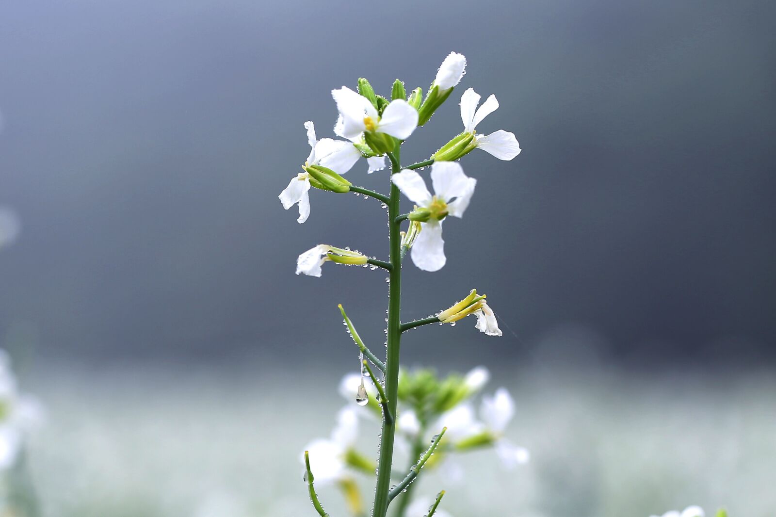 Canon EOS 5D Mark III sample photo. Pear flower, flowers, plants photography