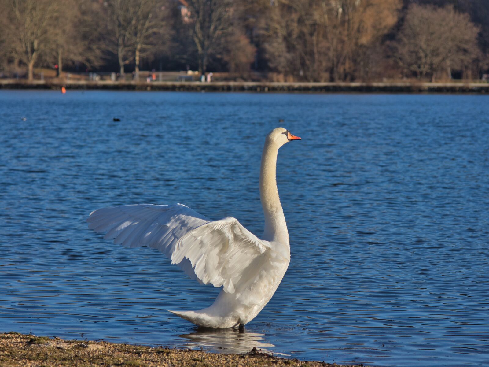 Nikon D7200 sample photo. Swan, water, bird photography