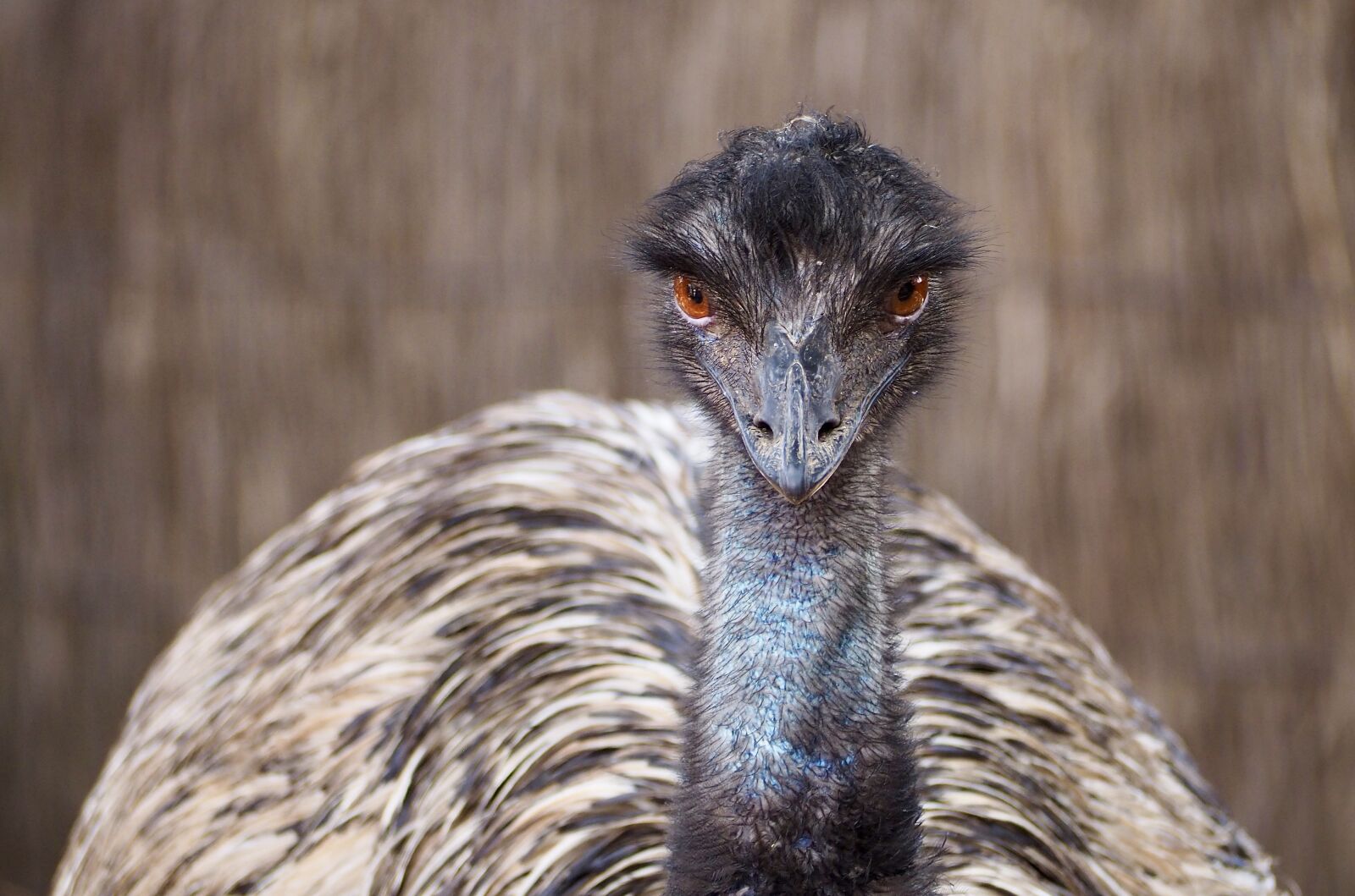 Olympus M.Zuiko Digital ED 40-150mm F4-5.6 R sample photo. Australia, wildlife bird, emu photography
