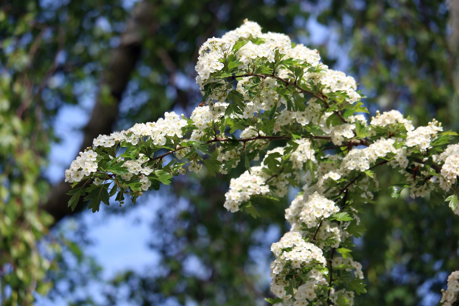 Canon EOS 700D (EOS Rebel T5i / EOS Kiss X7i) sample photo. White shrub, bush, nature photography