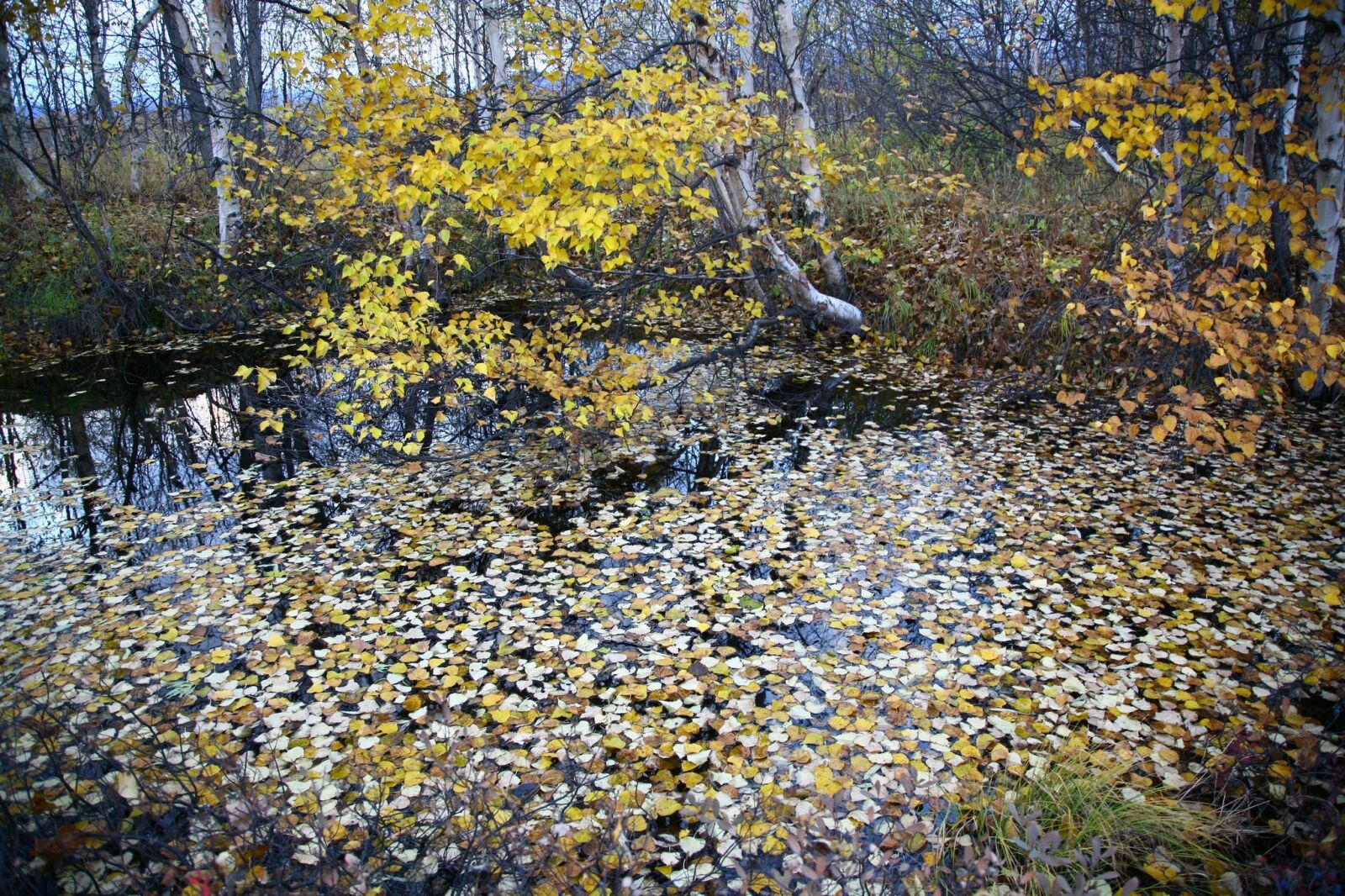 Canon EOS 5D sample photo. Autumn, fallen leaves, lake photography