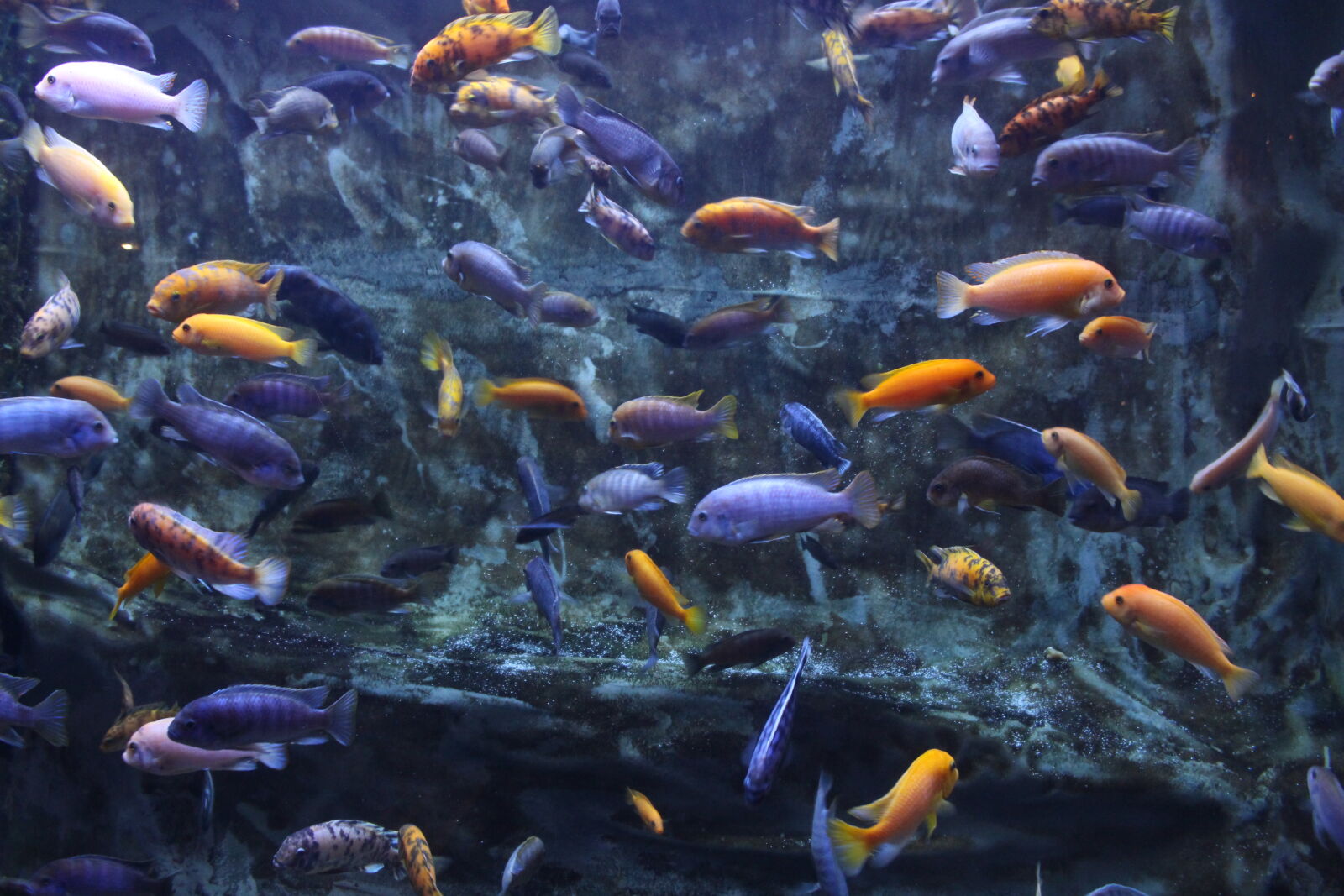 Canon EOS 700D (EOS Rebel T5i / EOS Kiss X7i) sample photo. Colorful, fish, pretty, tank photography