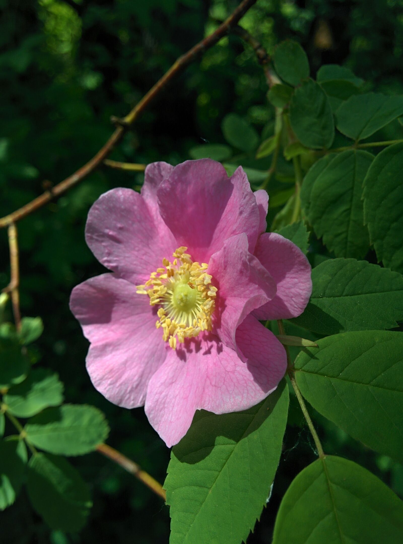 LG Nexus 5 sample photo. Wild rose, rose, flower photography