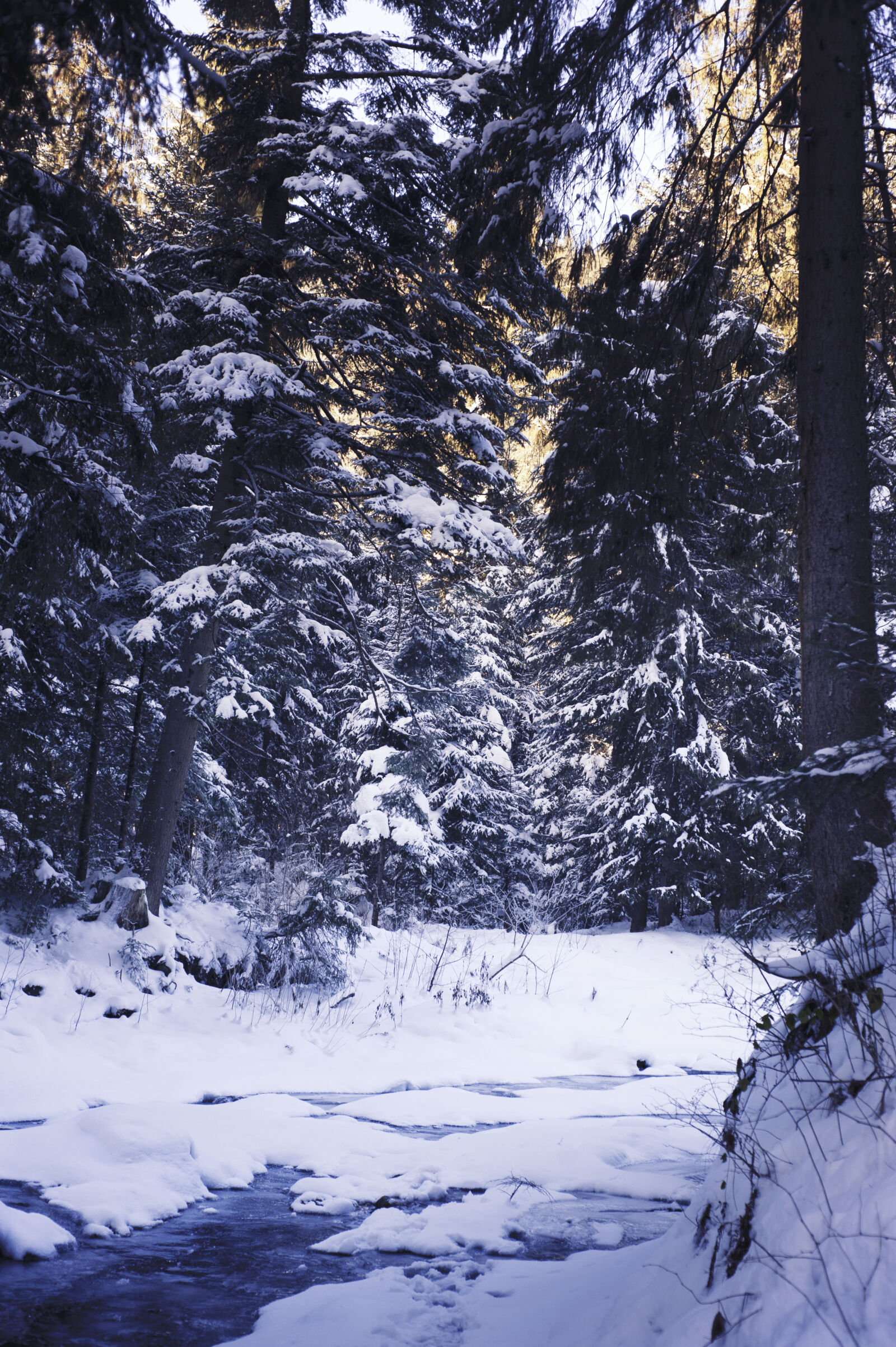 Nikon D700 + Nikon AF Nikkor 50mm F1.8D sample photo. Cold, conifer, day, evergreen photography