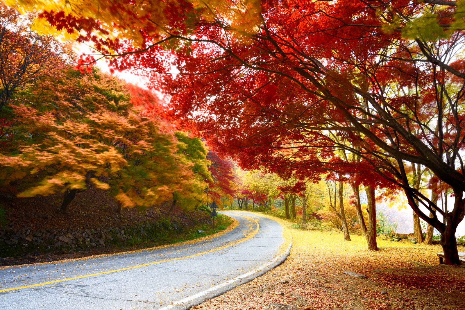 Nikon D7200 sample photo. Autumn, in autumn, gil photography