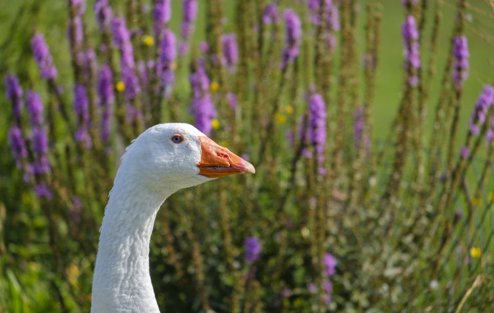 Fujifilm X-T2 sample photo. Goose, bird, poultry photography