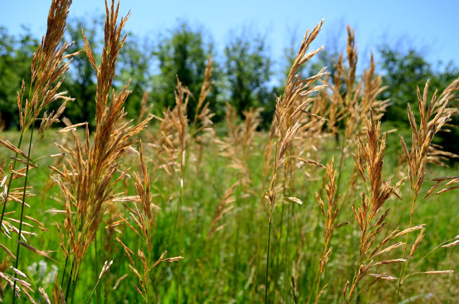 Nikon D5100 sample photo. Flowers, summer, motley grass photography