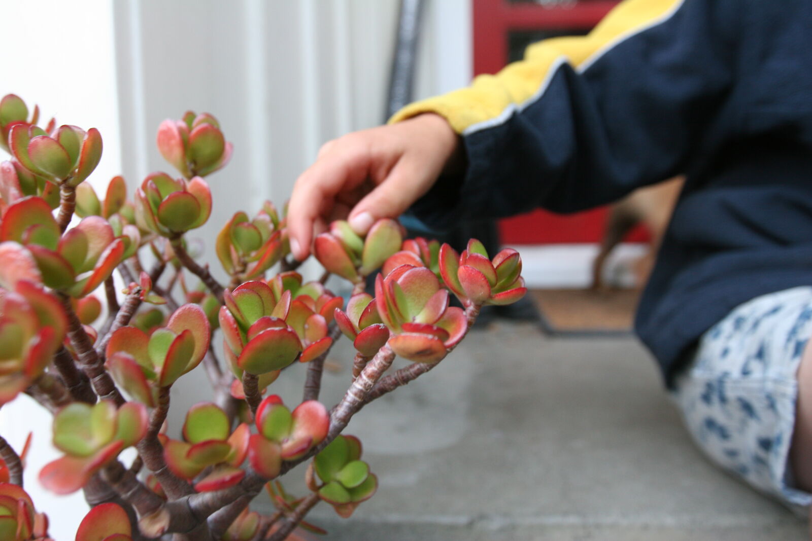 Canon EOS 20D sample photo. Gentle, home, leaves, plants photography