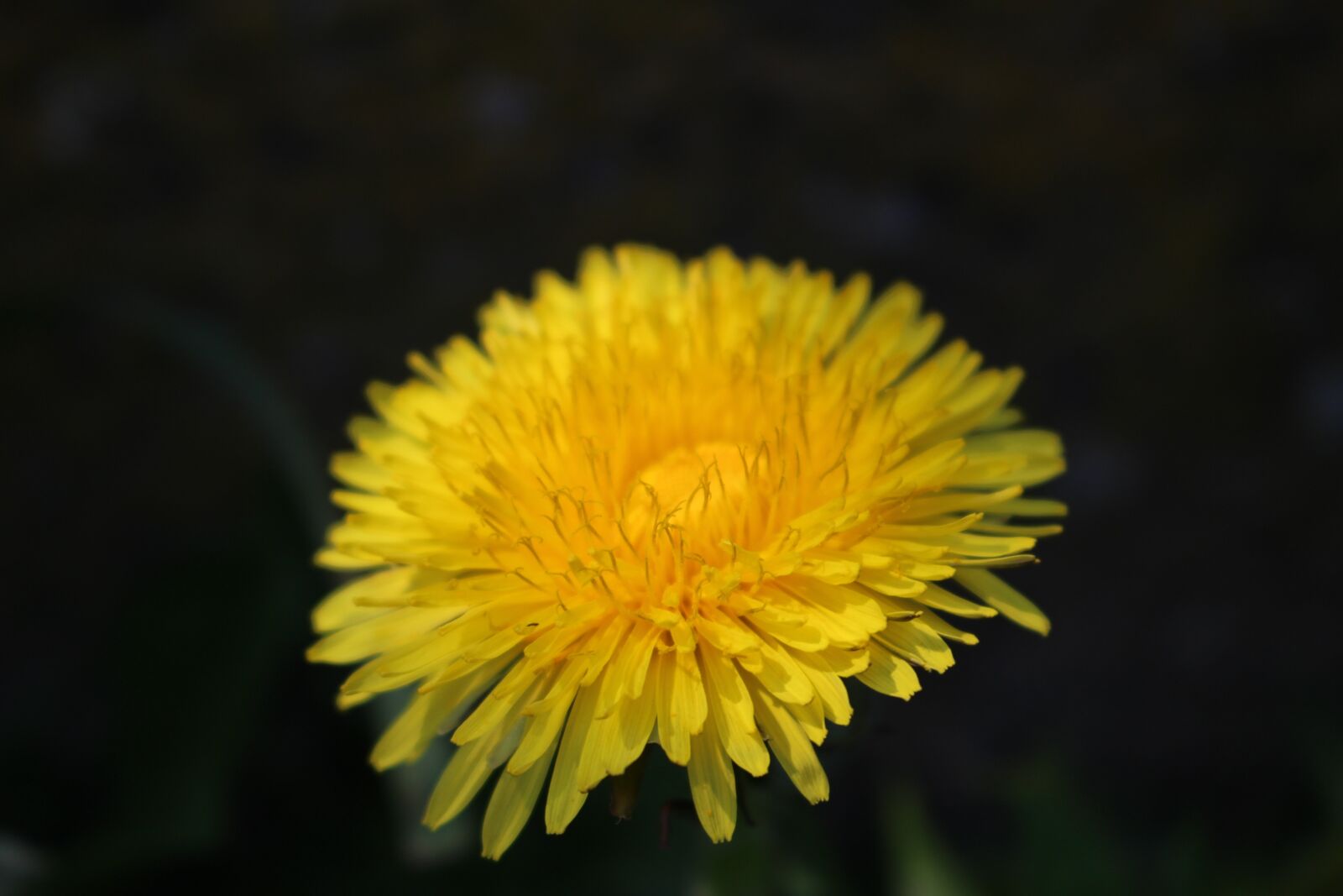 Canon EOS 100D (EOS Rebel SL1 / EOS Kiss X7) sample photo. Dandelion, blossom, bloom photography