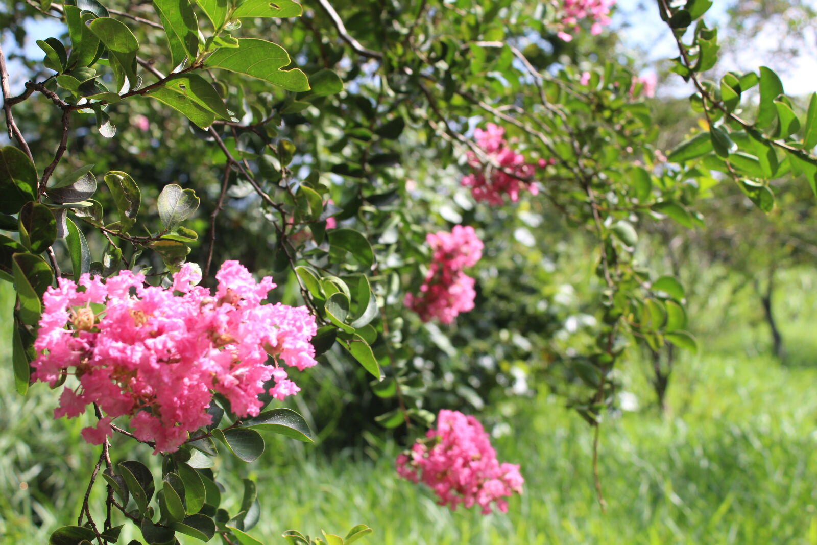 Canon EOS 1300D (EOS Rebel T6 / EOS Kiss X80) sample photo. Beautiful, flowers, pink photography