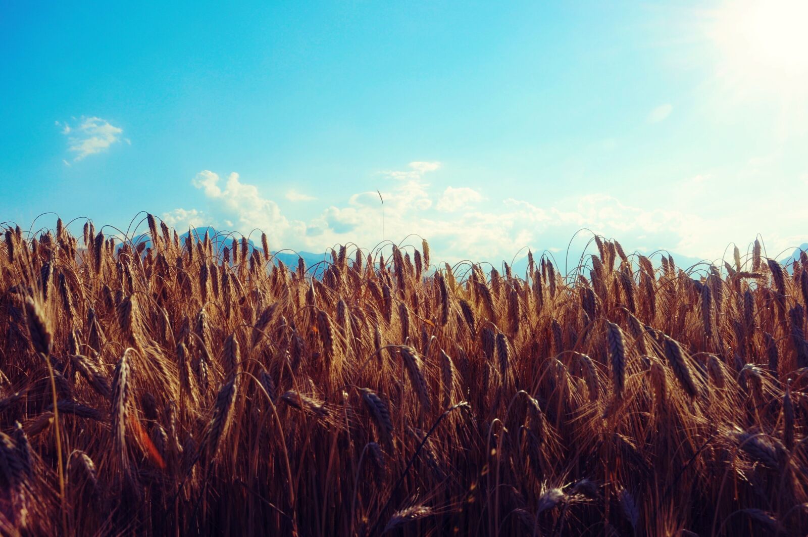 Nikon D300S sample photo. Wheat, field, cereals photography