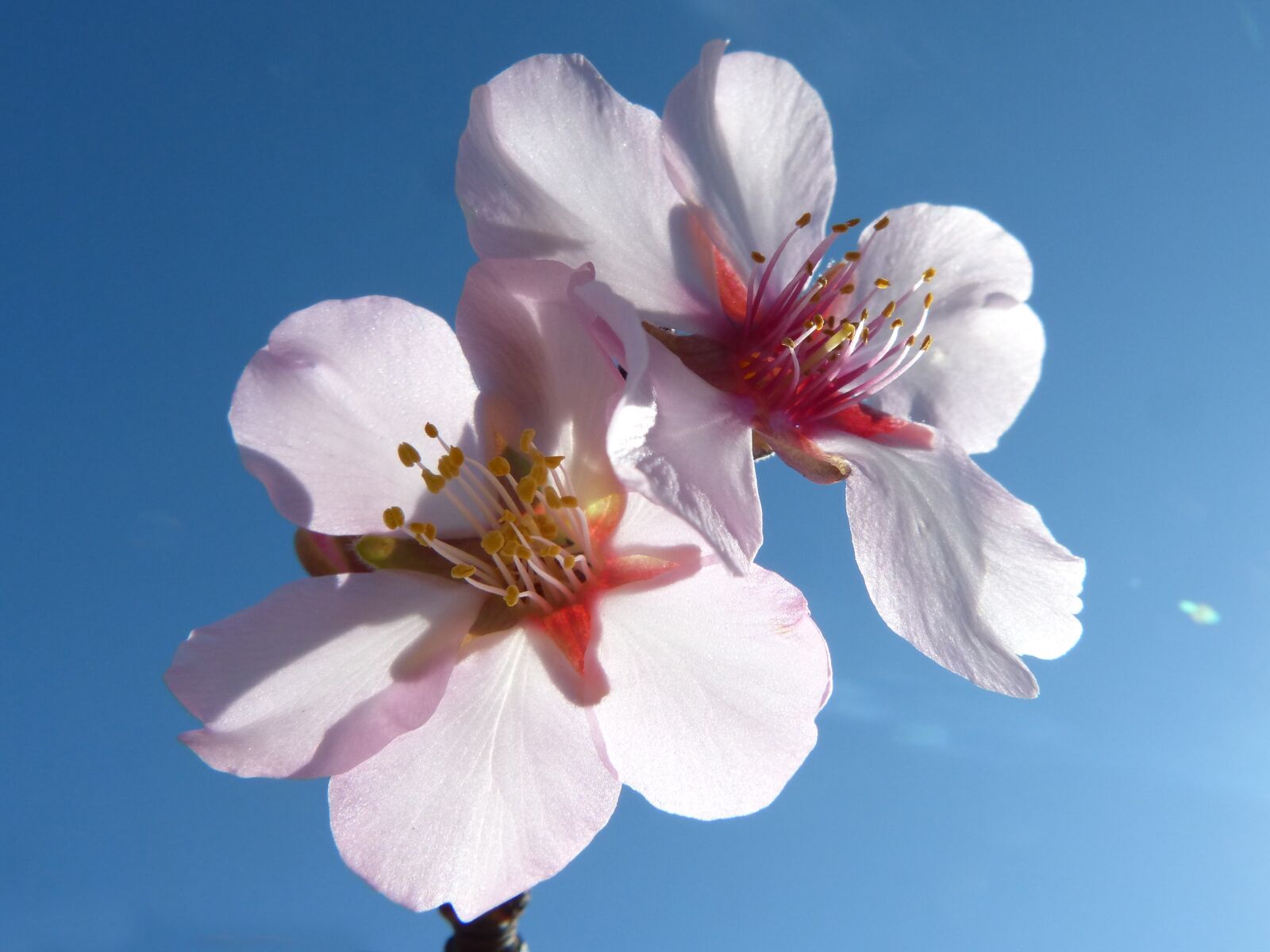 Panasonic DMC-FZ62 sample photo. Almond tree, almond tree photography