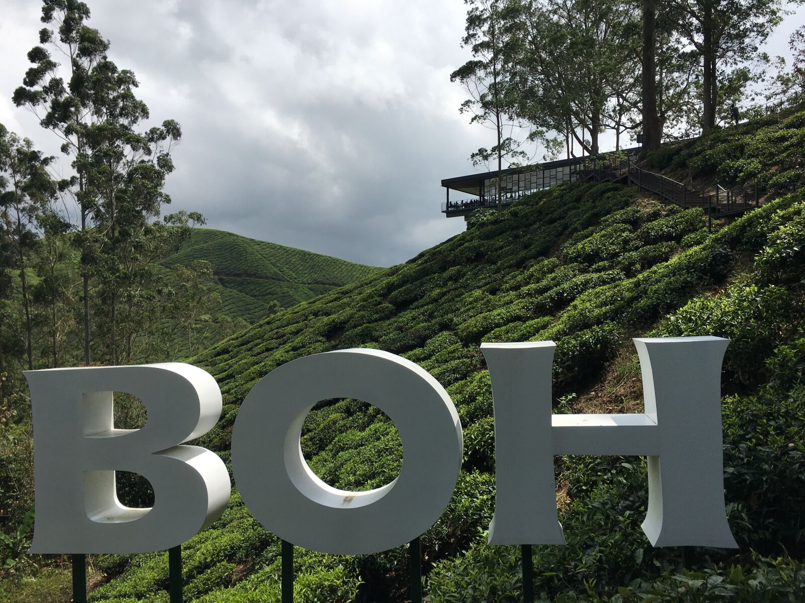 iPhone 6s Plus back camera 4.15mm f/2.2 sample photo. Tea plantation, tea farm photography