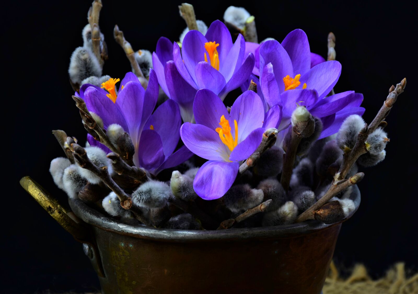 Nikon D7200 sample photo. Crocus, still life, palm photography