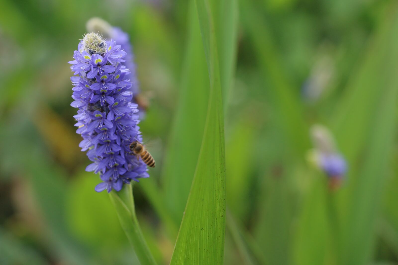 Canon EOS 70D sample photo. Flower, macro, bee photography