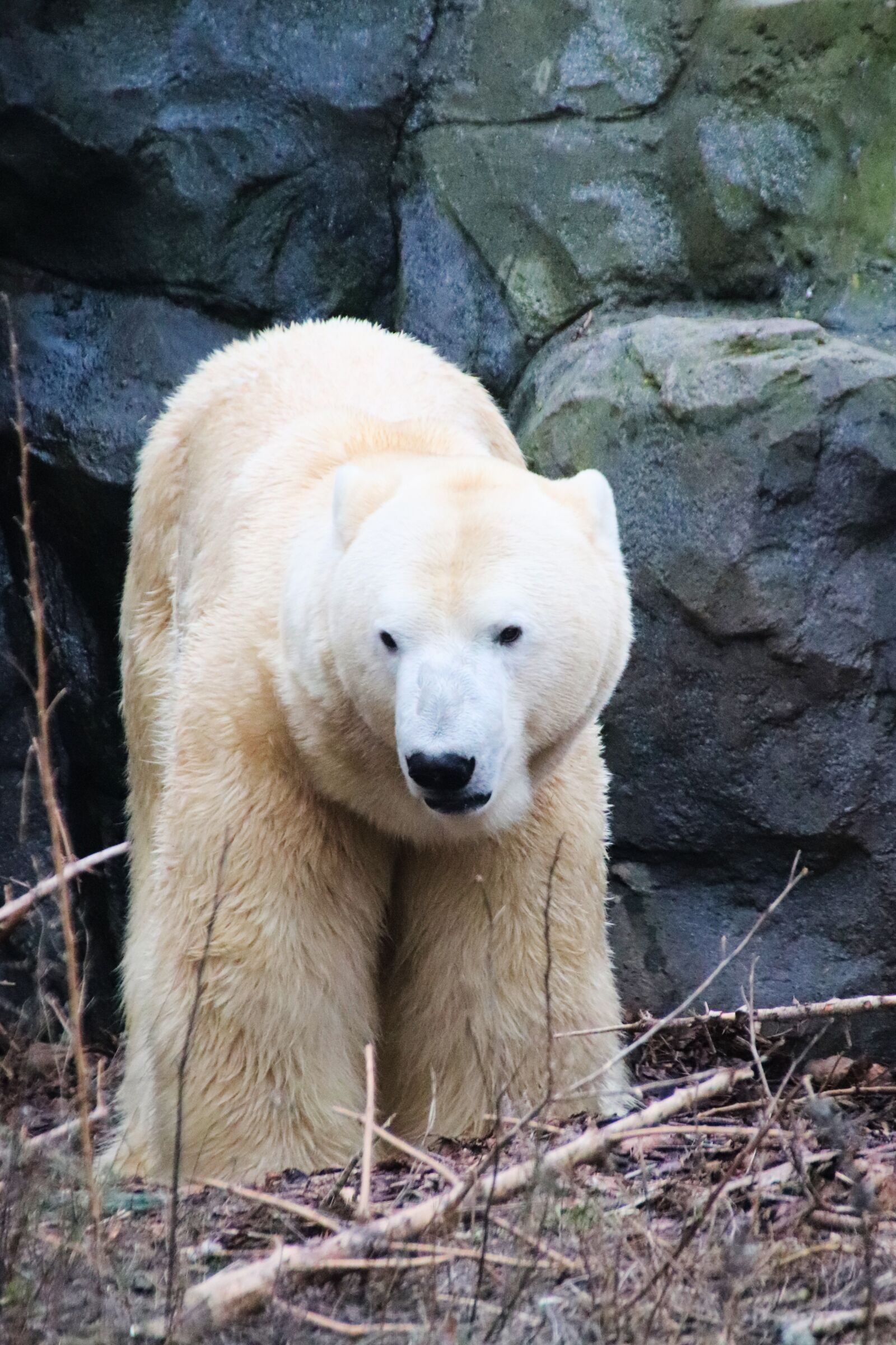 Canon EOS 77D (EOS 9000D / EOS 770D) sample photo. Bear, ice, white photography