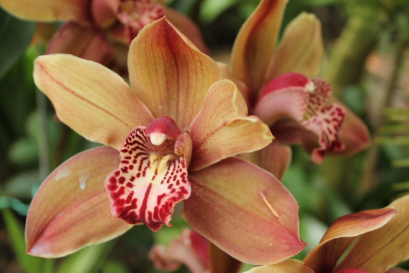 Canon EOS 1100D (EOS Rebel T3 / EOS Kiss X50) sample photo. Floral, orchids, orchid photography