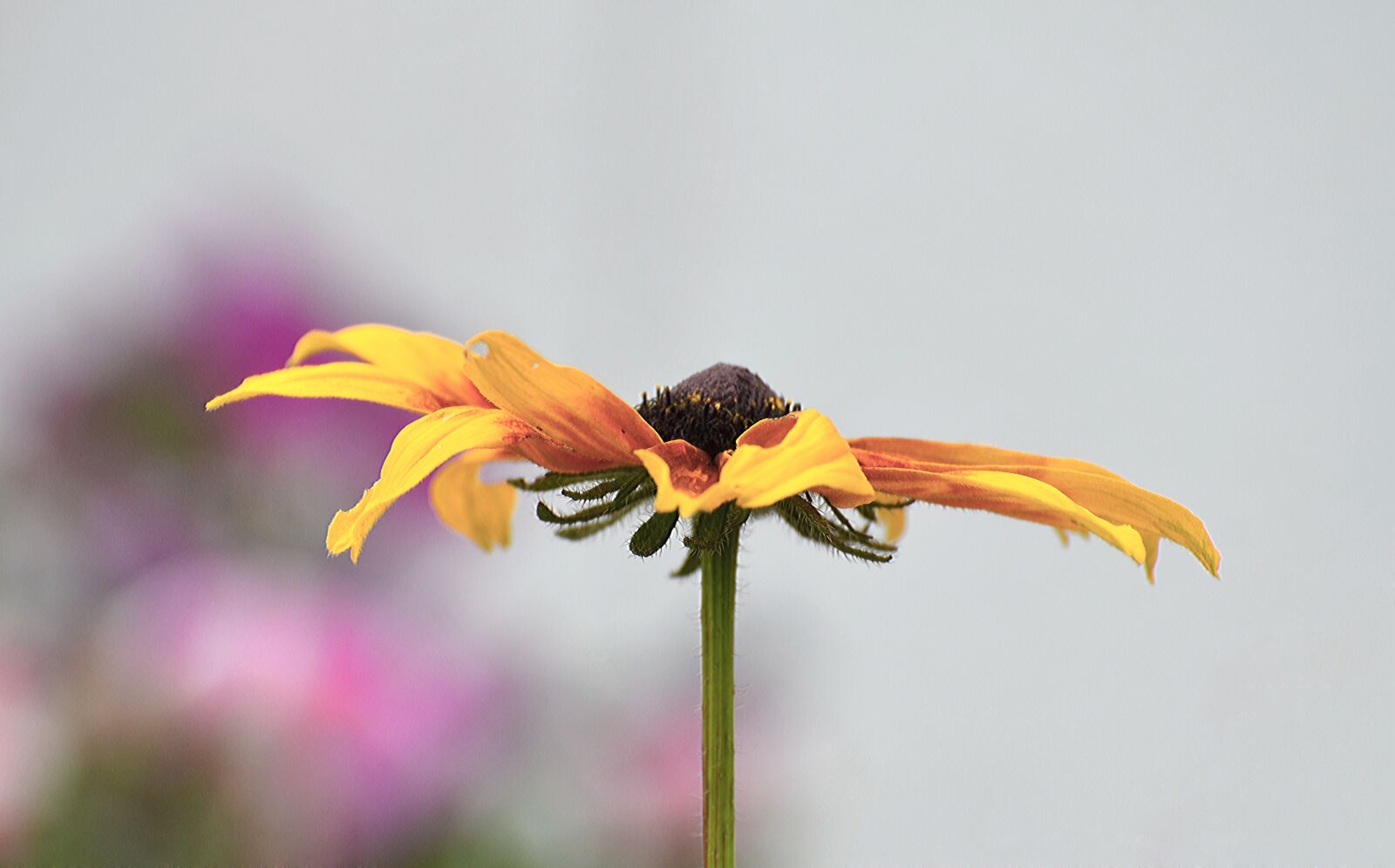Nikon D7000 sample photo. Flower, nature, flora photography