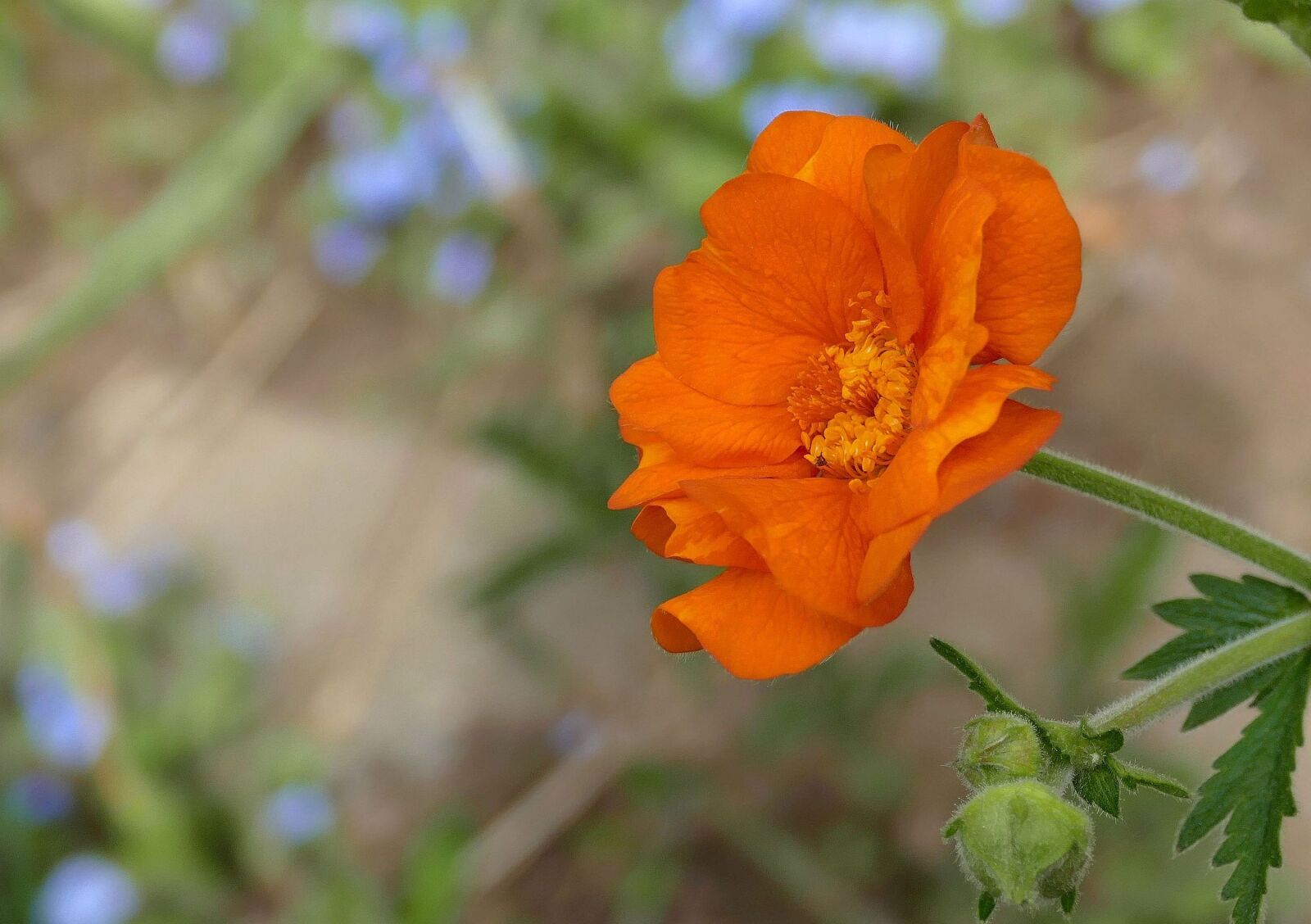 Panasonic Lumix DMC-FZ1000 sample photo. Geum, avens, plant photography