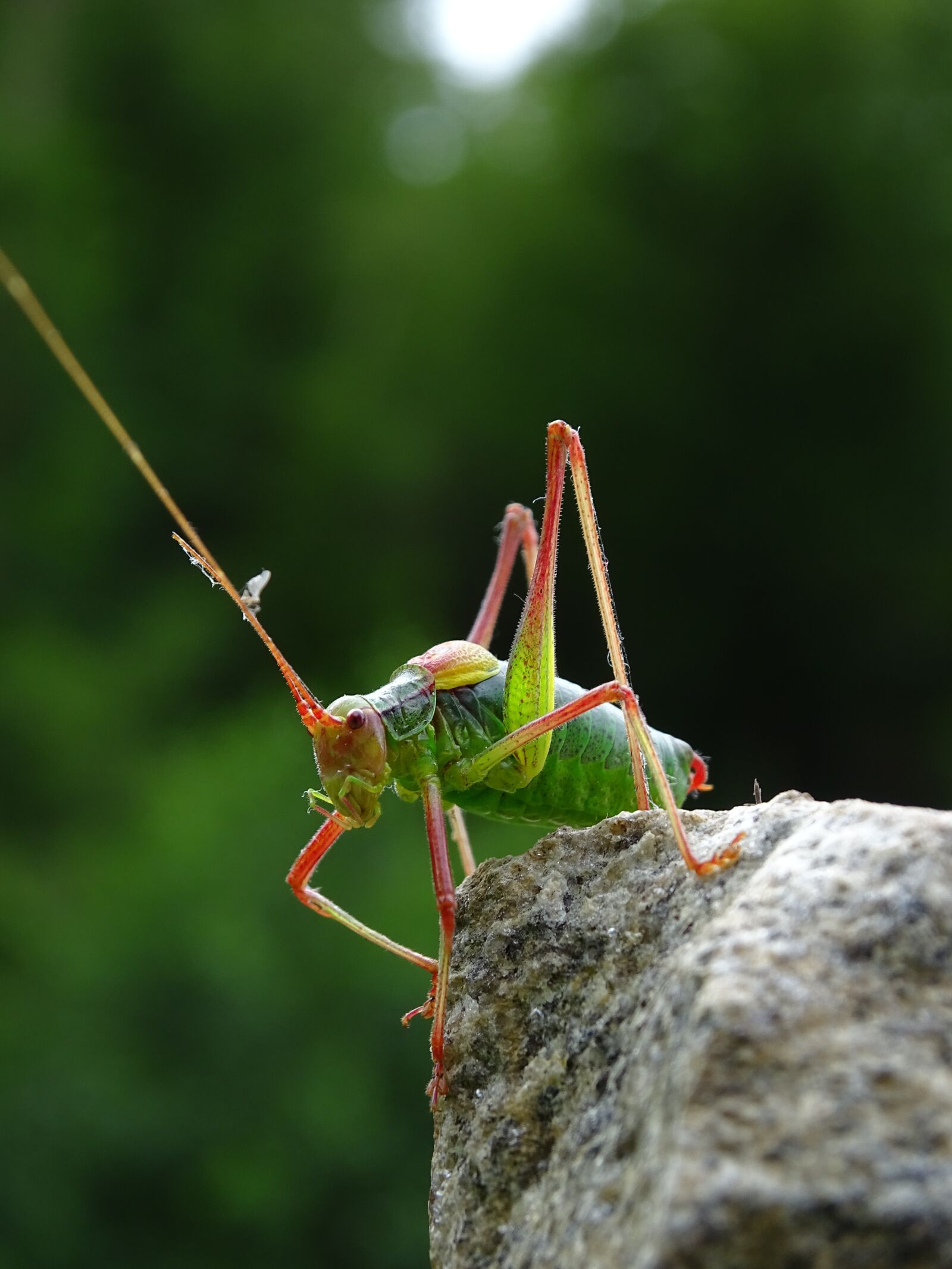 Sony Cyber-shot DSC-HX400V sample photo. Grasshopper, macro, nature photography