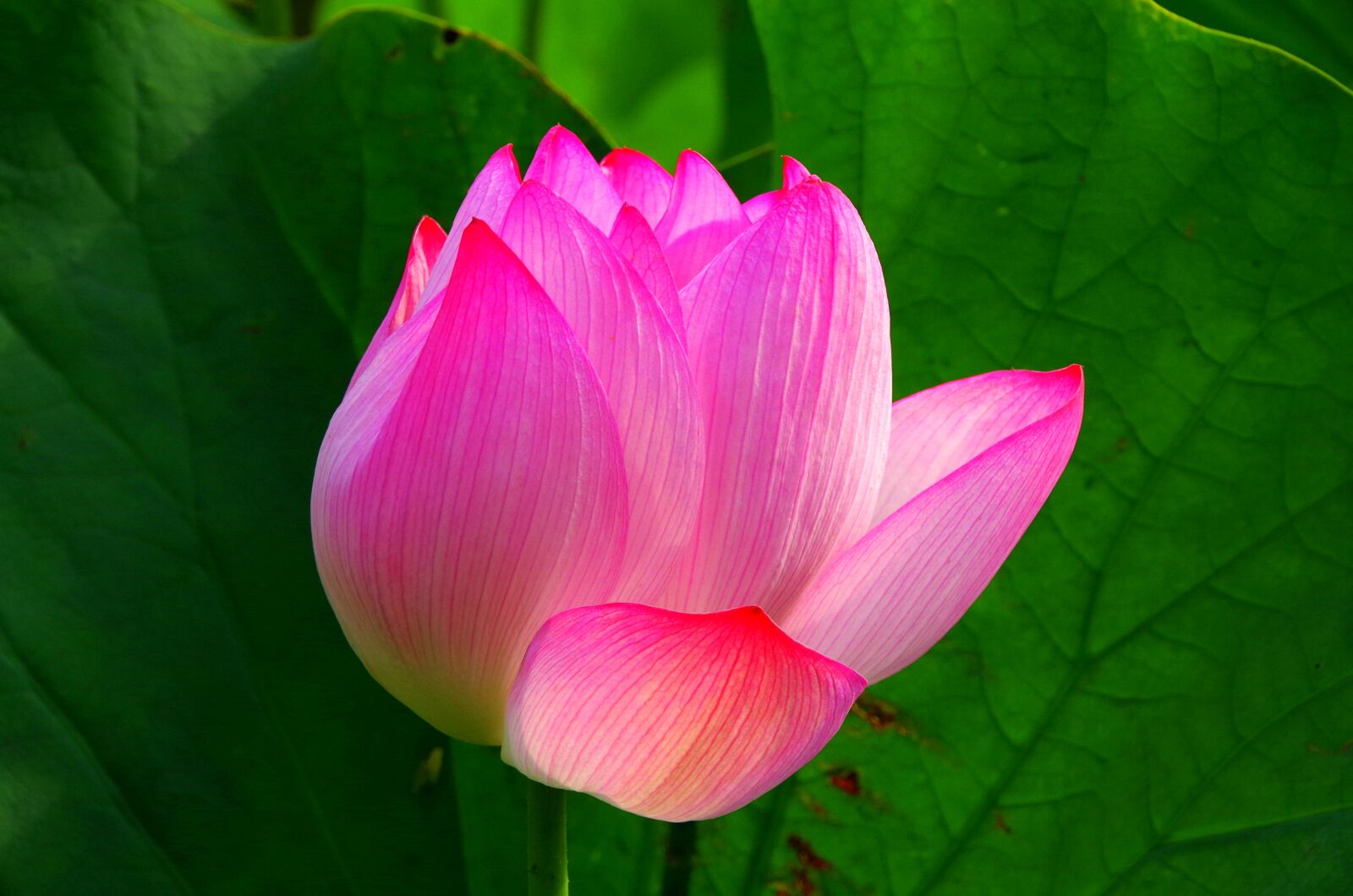 Pentax K-30 sample photo. Lotus, flowers, green photography