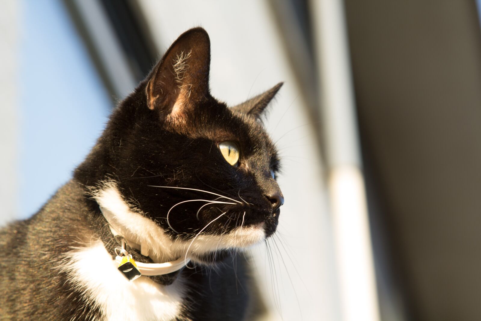 Canon EOS 60D + Canon EF 24-105mm F4L IS USM sample photo. Cat, cats, pet photography