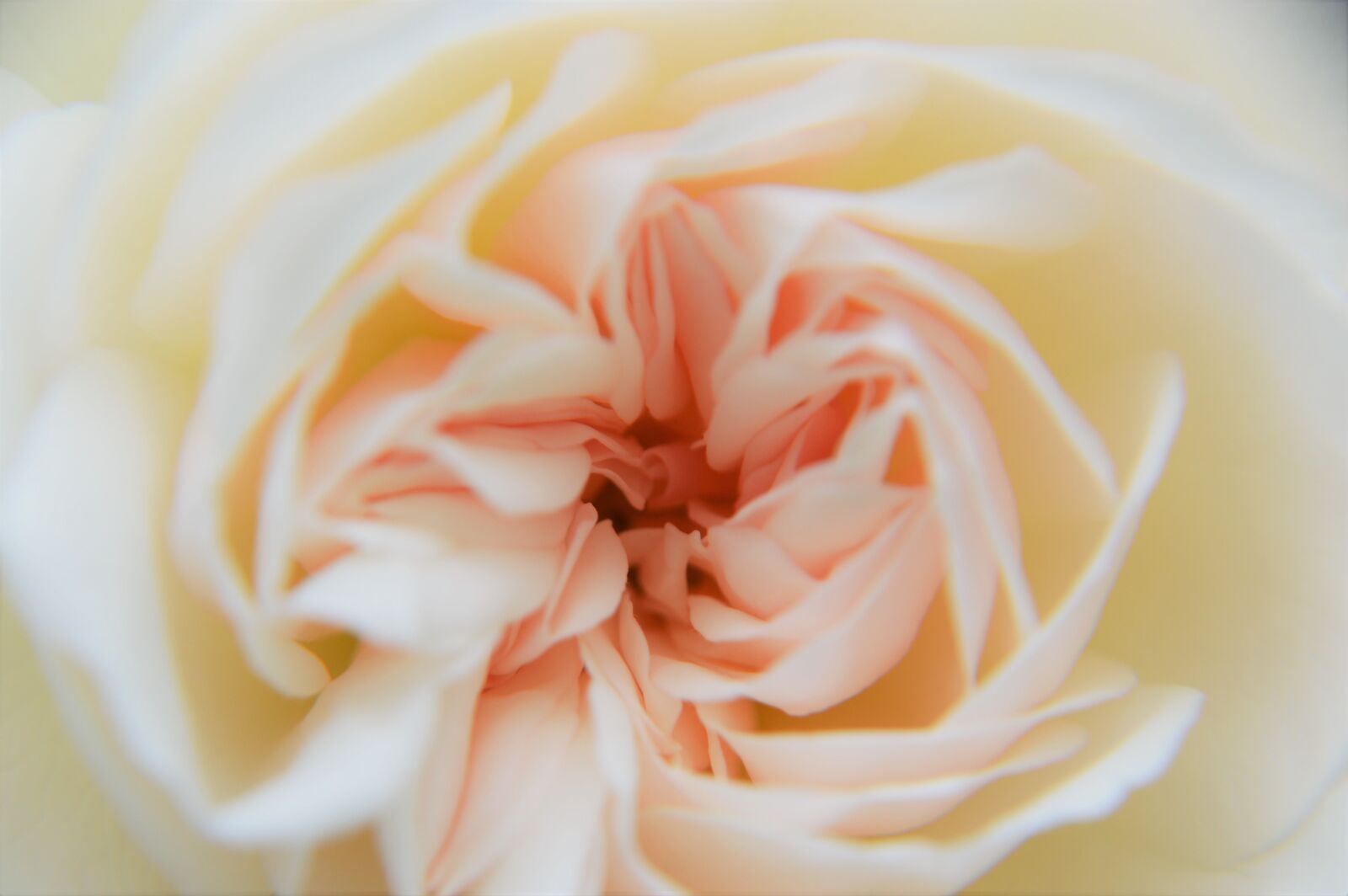Nikon D3200 sample photo. Roses floribunda, flower, pink photography