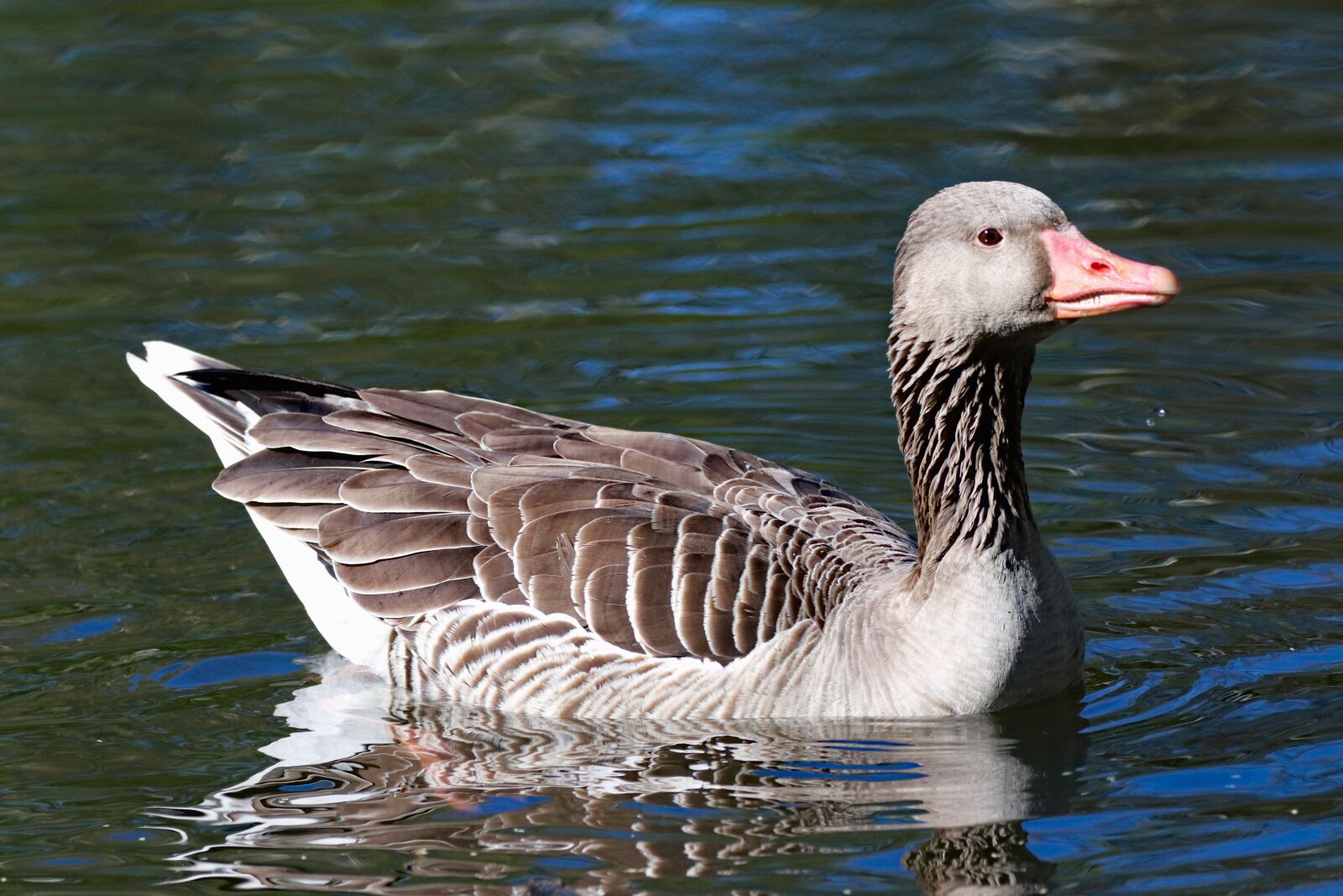 150-600mm F5-6.3 DG OS HSM | Contemporary 015 sample photo. Goose, wild, bird photography