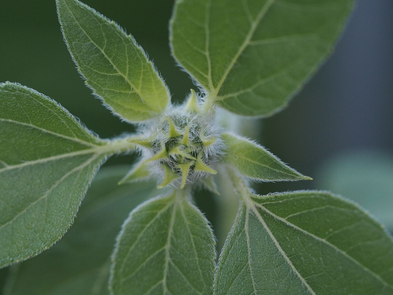 Olympus PEN E-PL7 sample photo. Plant, close up, nature photography