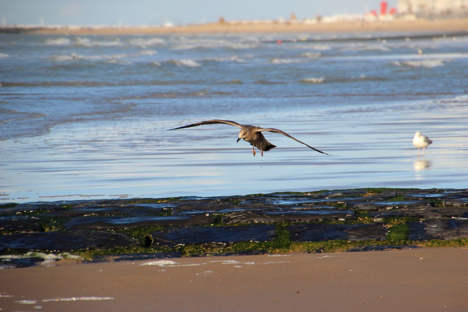 Canon EOS 600D (Rebel EOS T3i / EOS Kiss X5) sample photo. Sea, seagull, fly photography