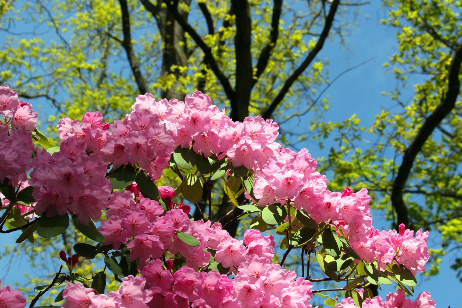Canon EF-S 55-250mm F4-5.6 IS STM sample photo. Rhododendron, arboretum, park photography