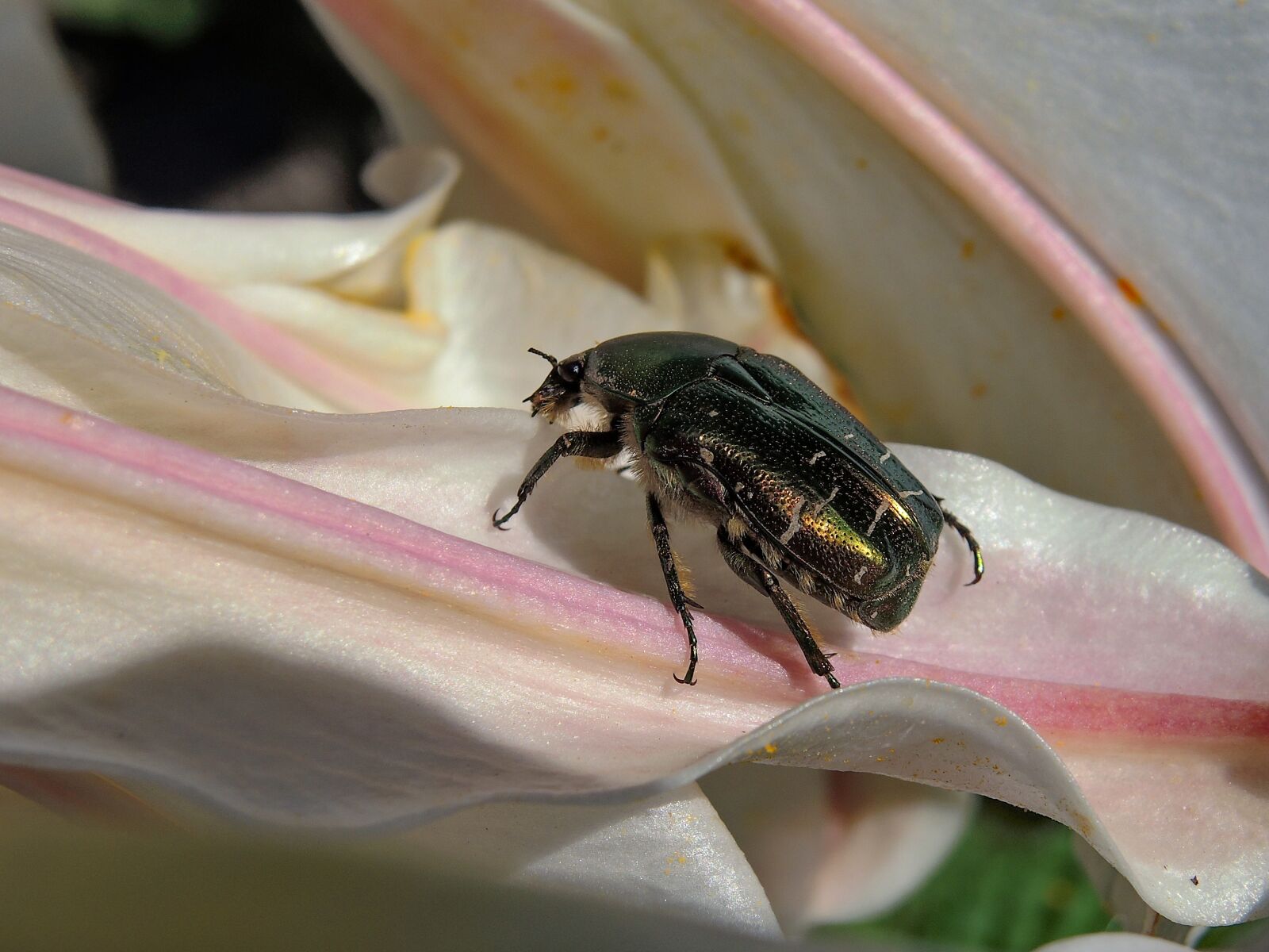 Nikon Coolpix P7700 sample photo. Rose beetle, insect, close photography