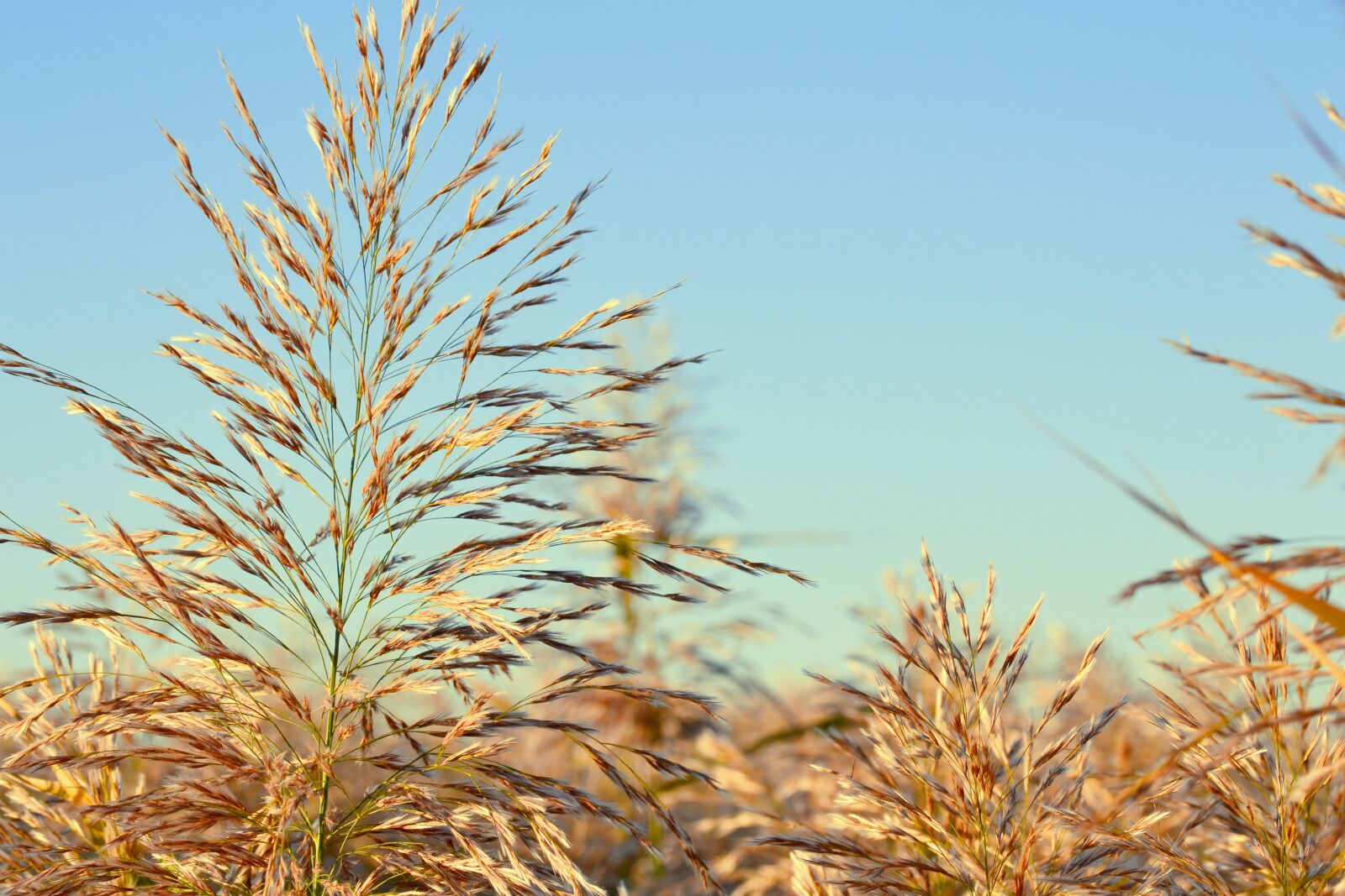 Nikon D3100 sample photo. Nature, summer, plant photography