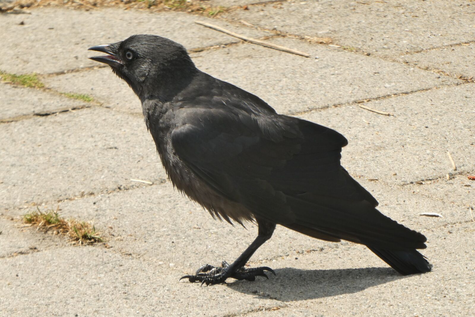 Panasonic Lumix DC-ZS70 (Lumix DC-TZ90) sample photo. Crow, feathers, bird photography