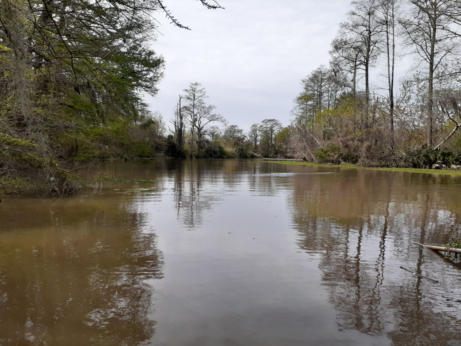 Samsung Galaxy A20 sample photo. Outdoors, swamp, louisiana photography