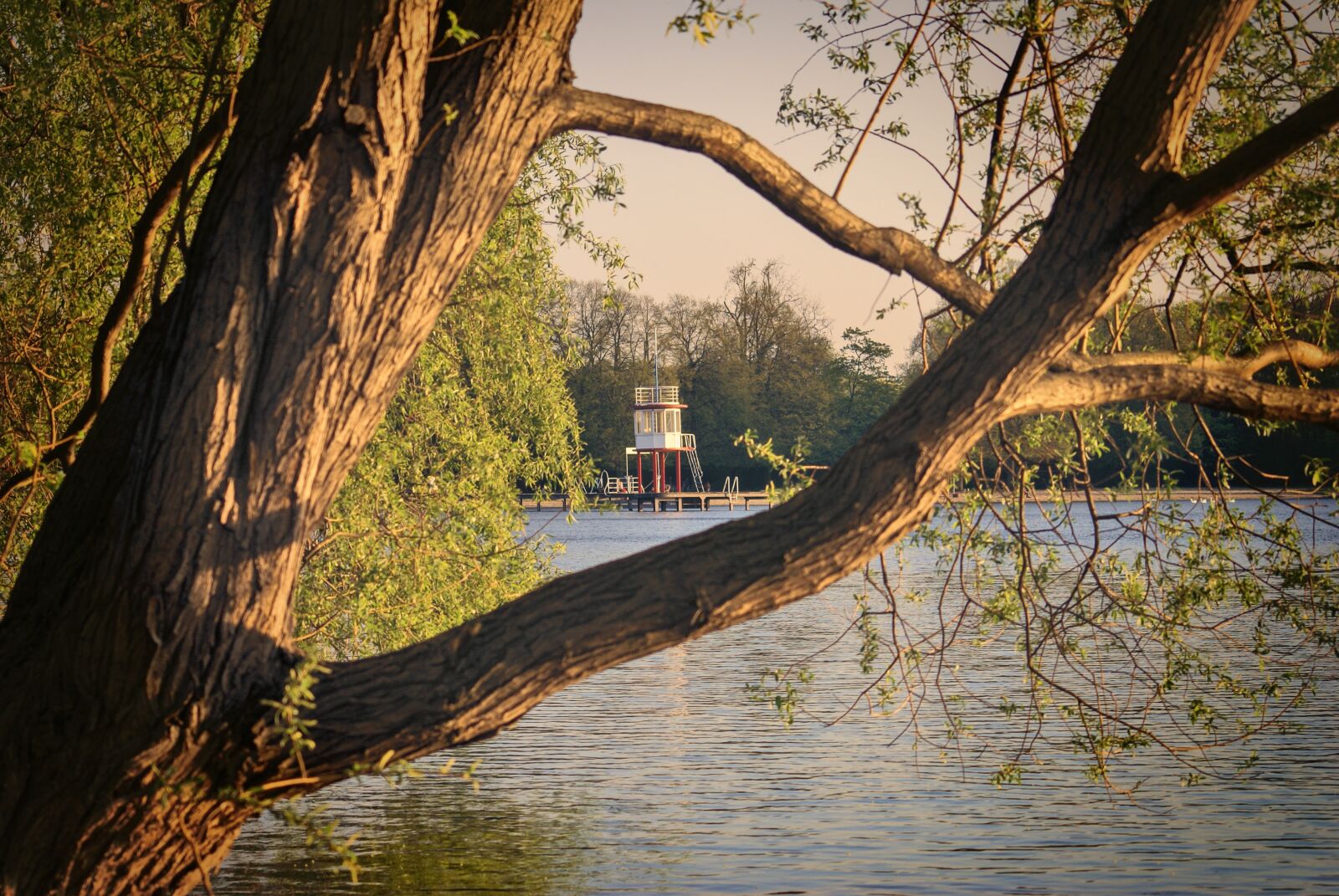 Sony Alpha DSLR-A100 sample photo. Tree, nature, wood photography