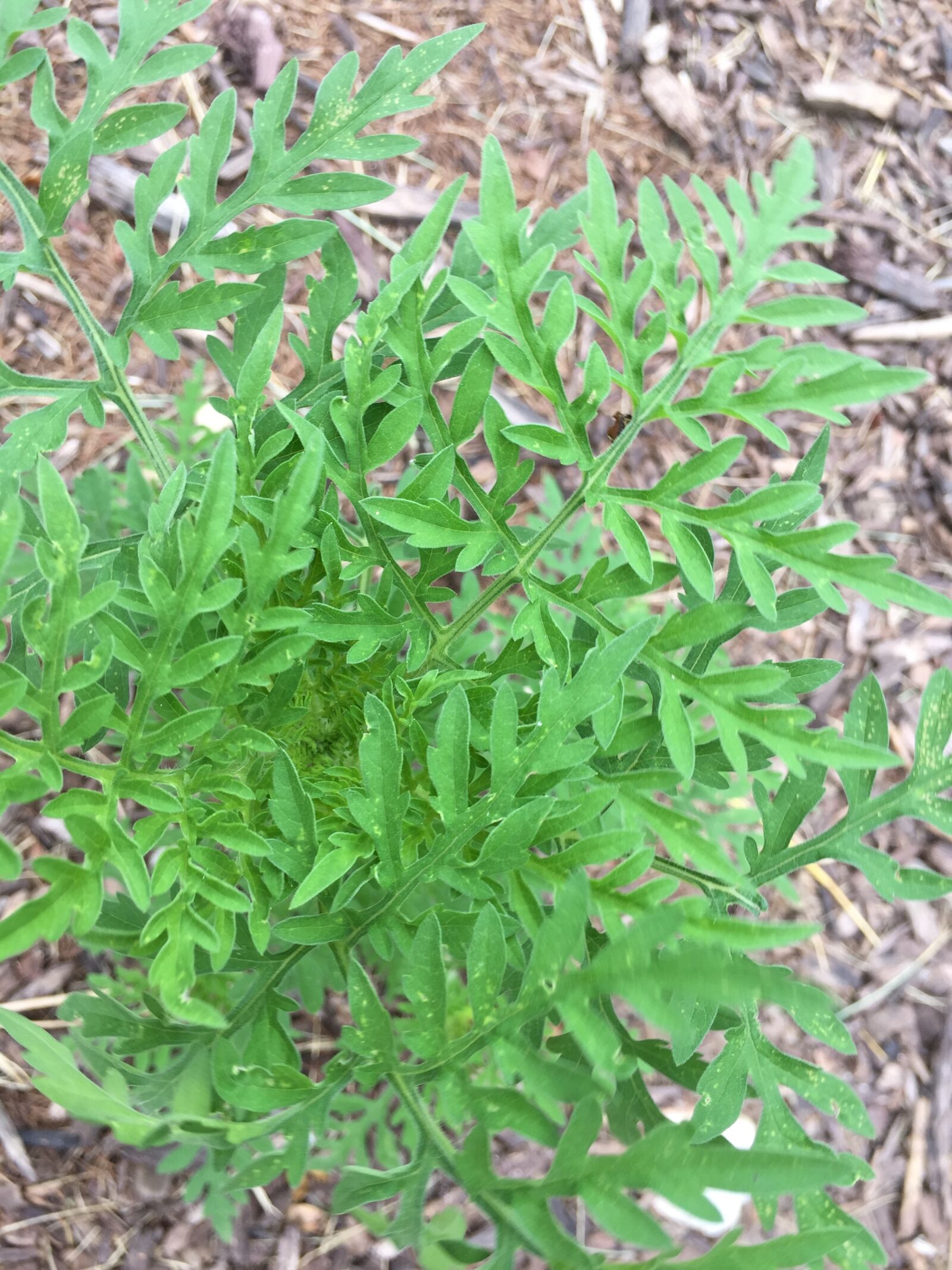 iPhone 6 back camera 4.15mm f/2.2 sample photo