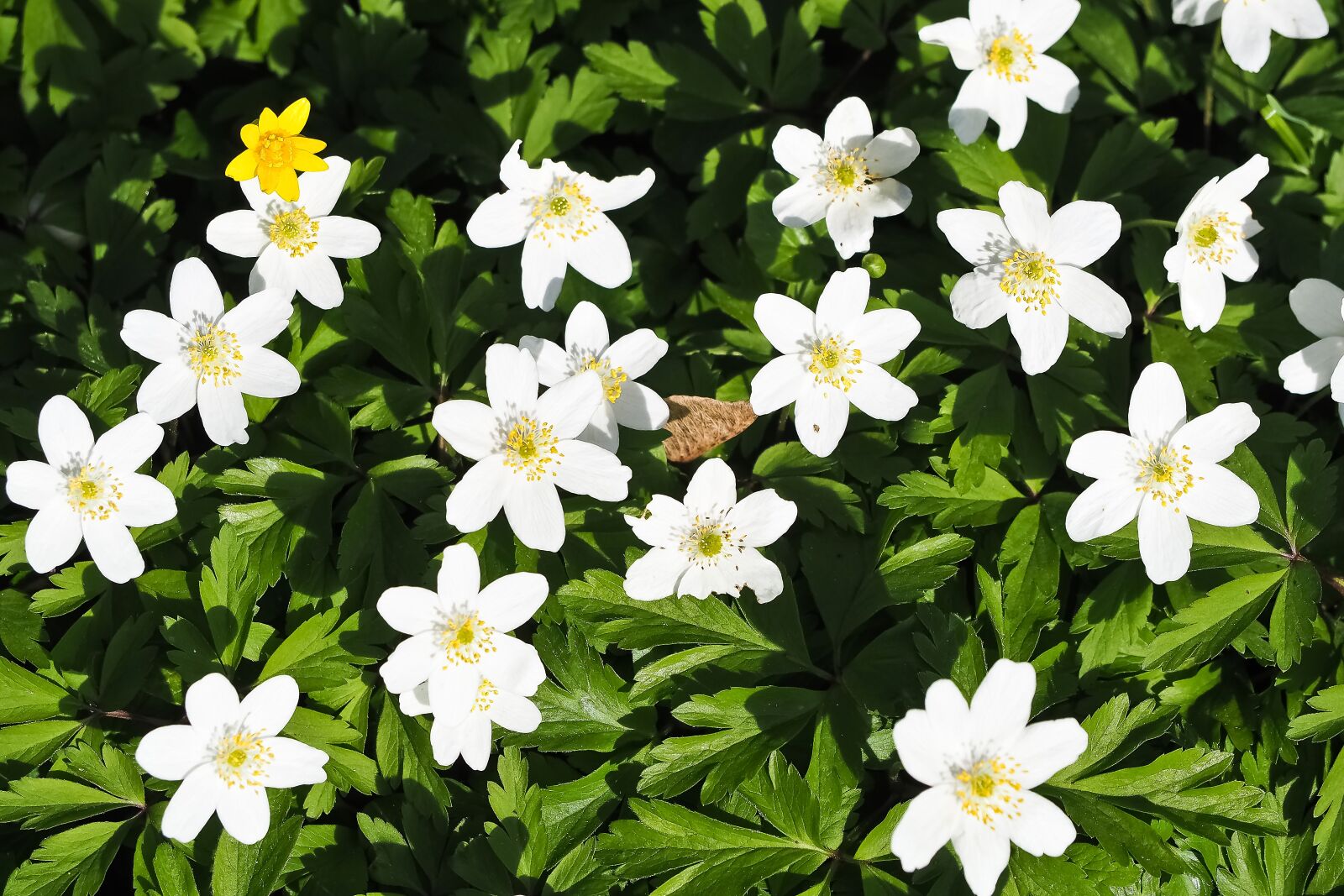 Olympus OM-D E-M10 sample photo. Margarite, flower, flowers photography