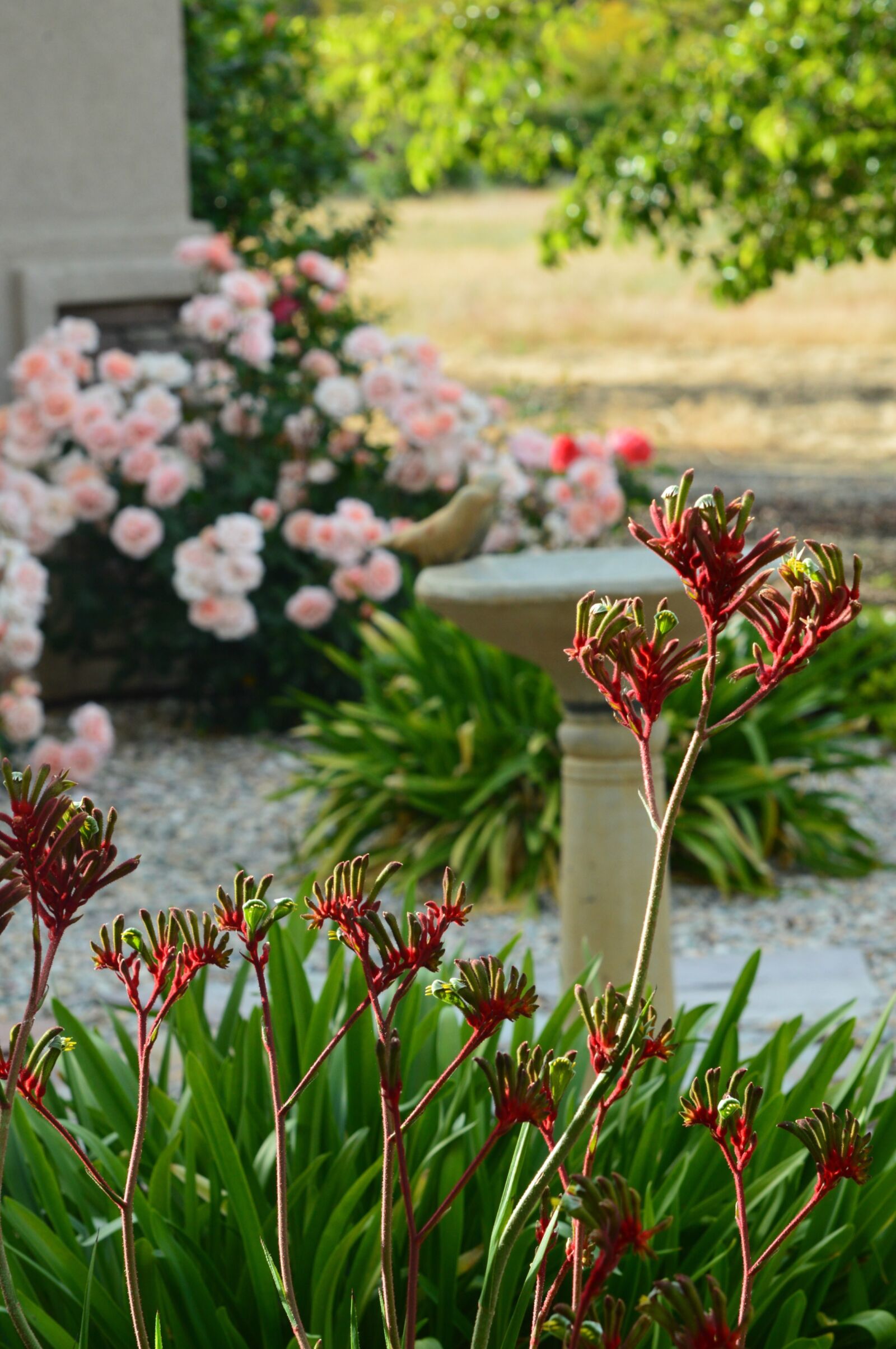 Nikon D3200 sample photo. Garden, flowers, roses photography