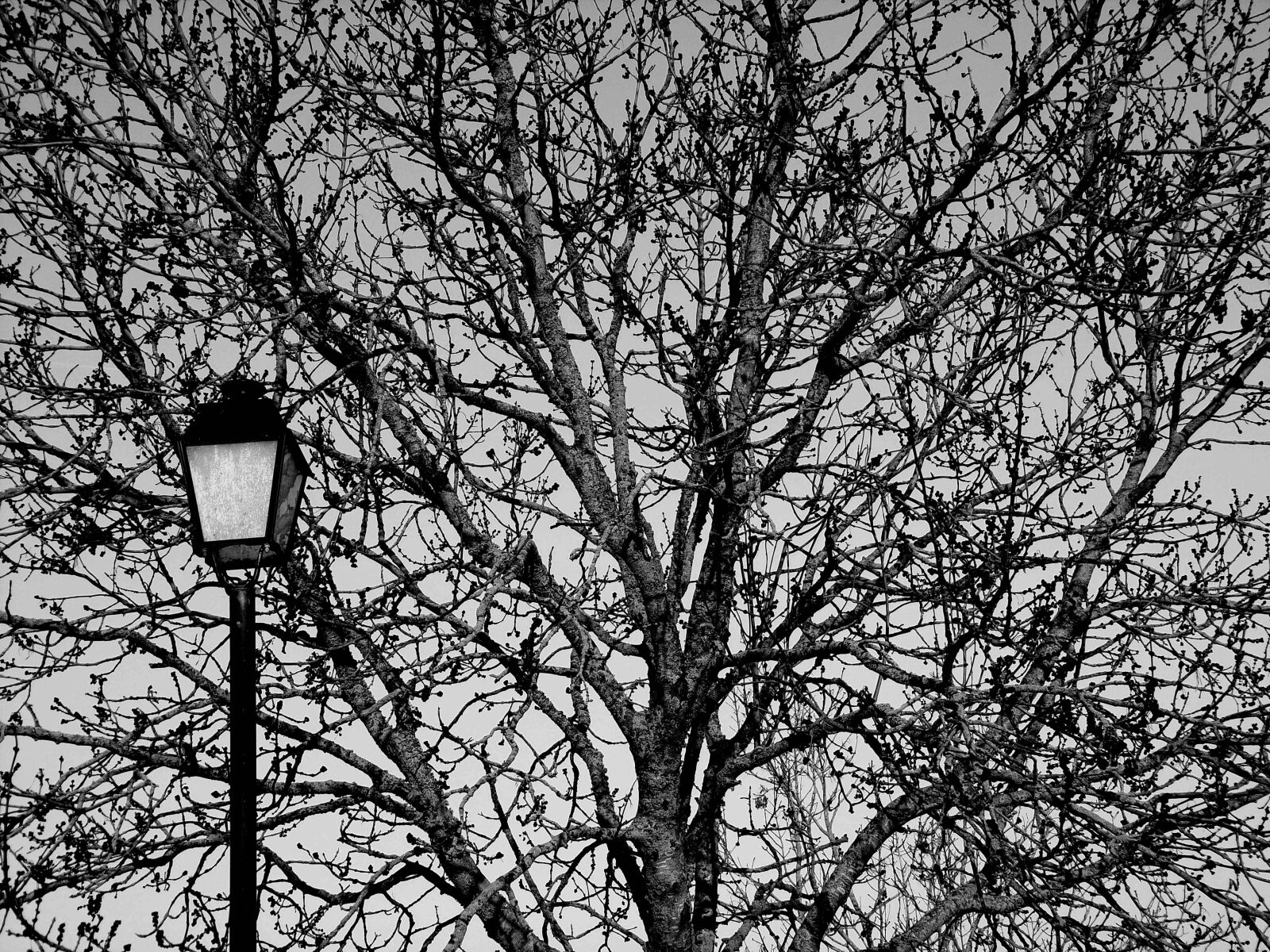 JK KODAK PIXPRO AZ421 sample photo. Tree, branches, season photography