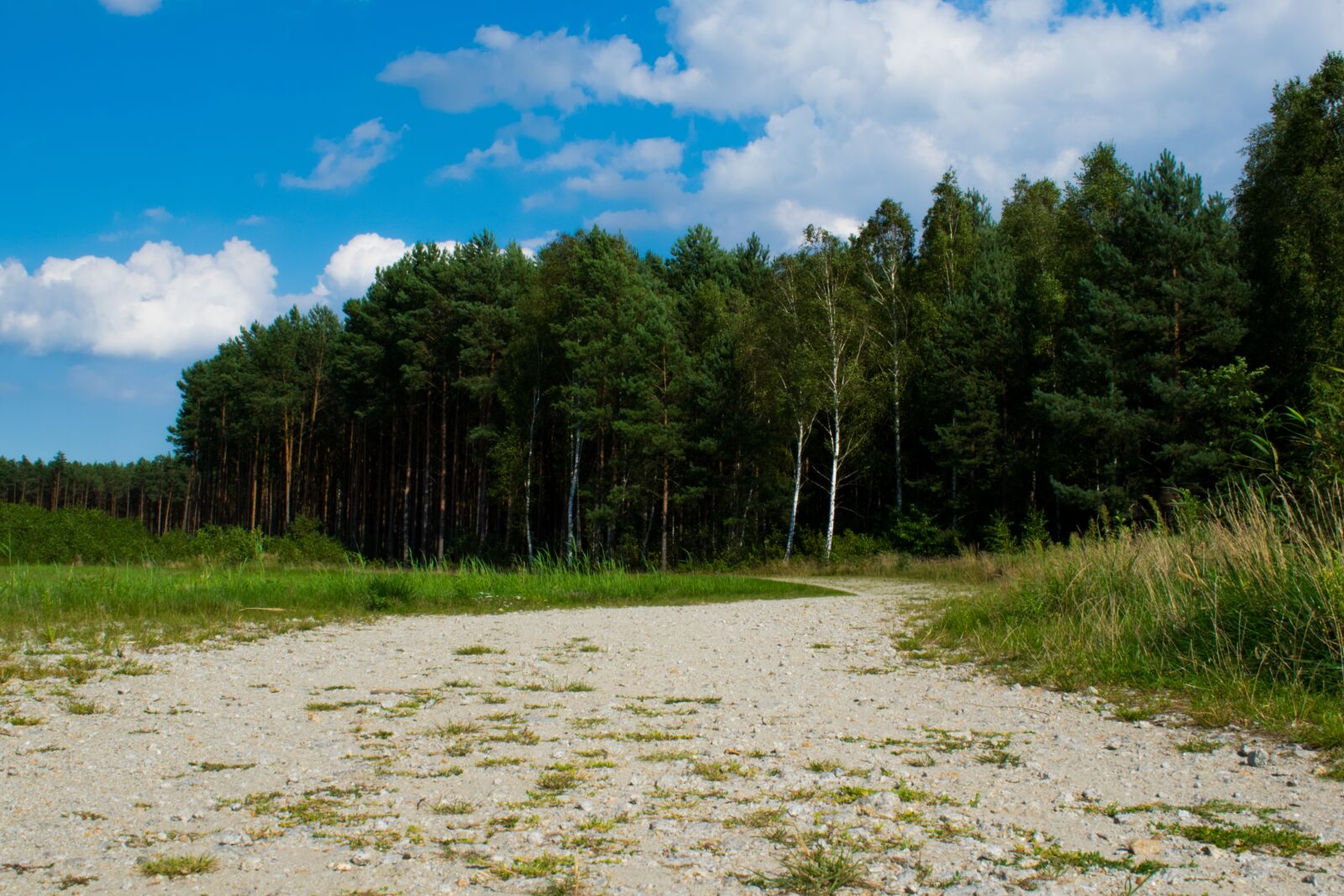 Nikon D3300 sample photo. Forest, the path, sky photography